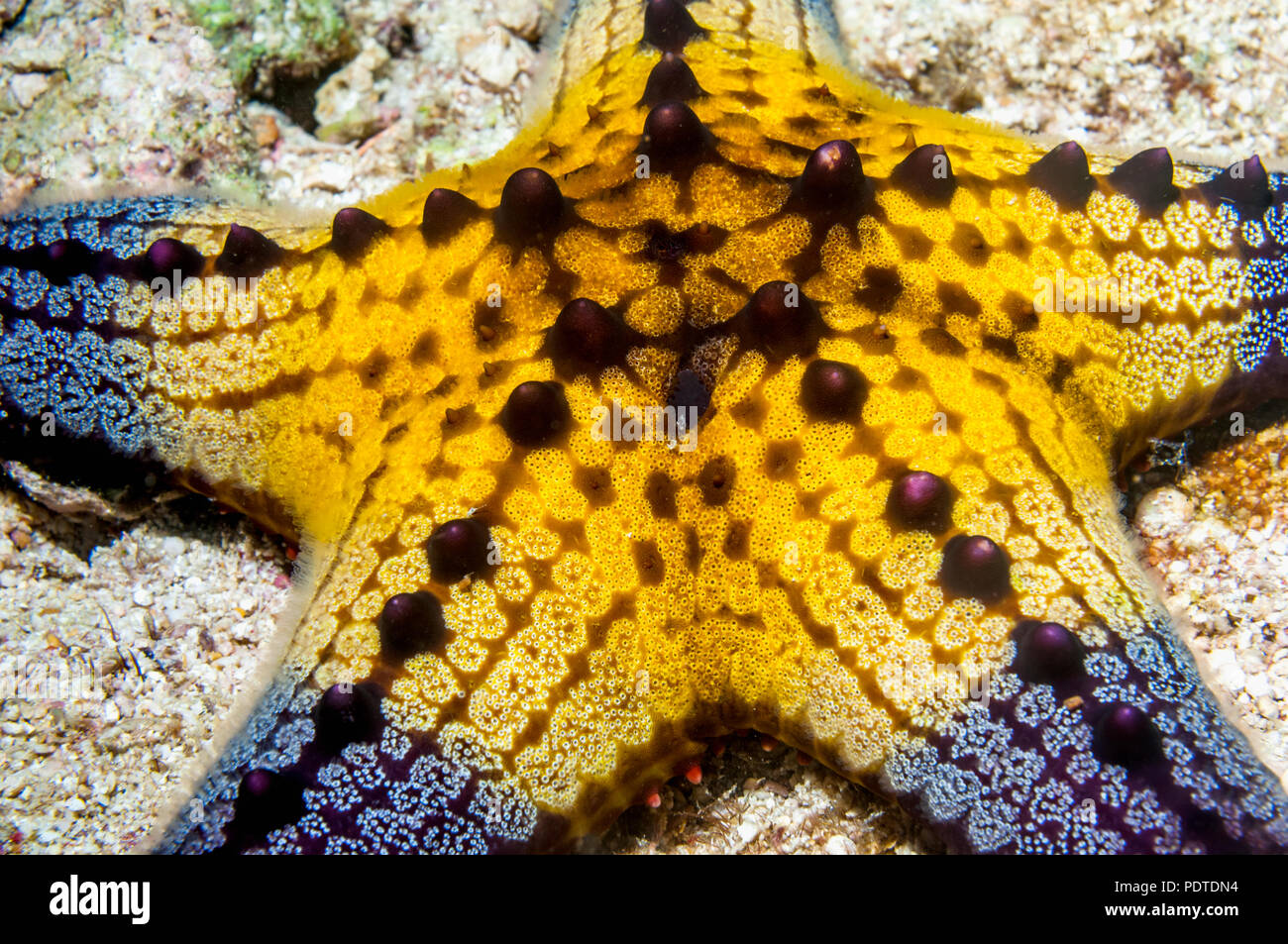 Coussin ou nid d'étoiles [Pentaceraster alveolatus]. Oreasteridae. Malapascua Island, Philippines. Banque D'Images