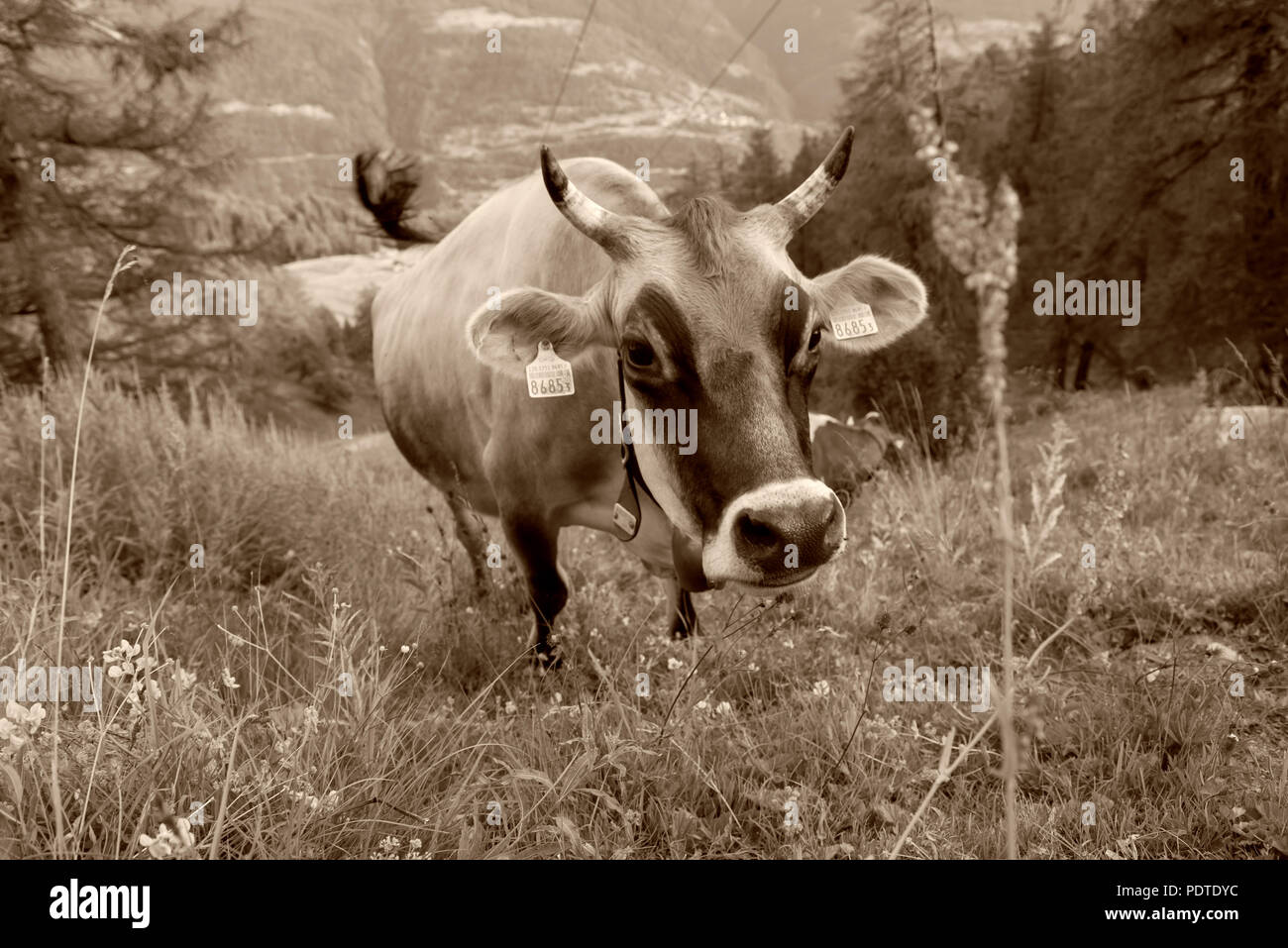 La Suisse brune lait de vache broutant dans les Alpes Banque D'Images