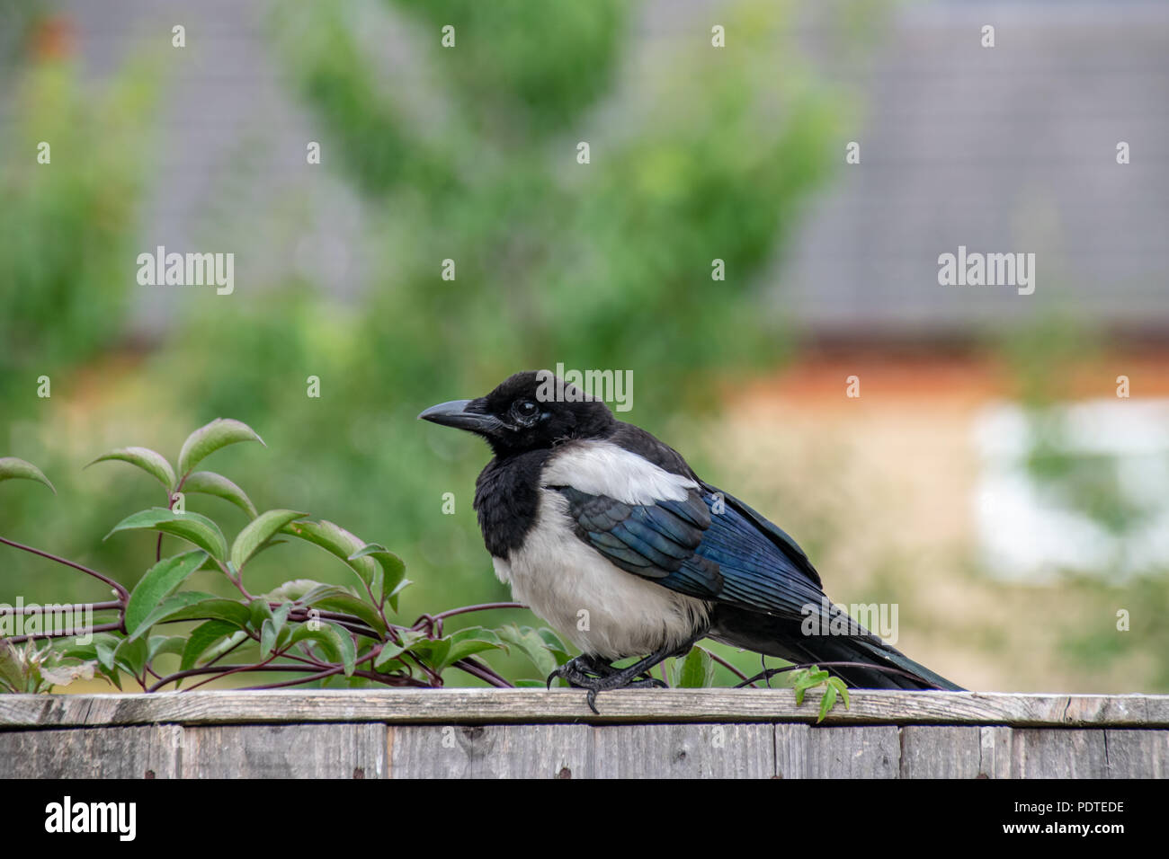 Huîtrier pie juvénile d'oiseaux sauvages, perché sur une clôture de jardin Banque D'Images