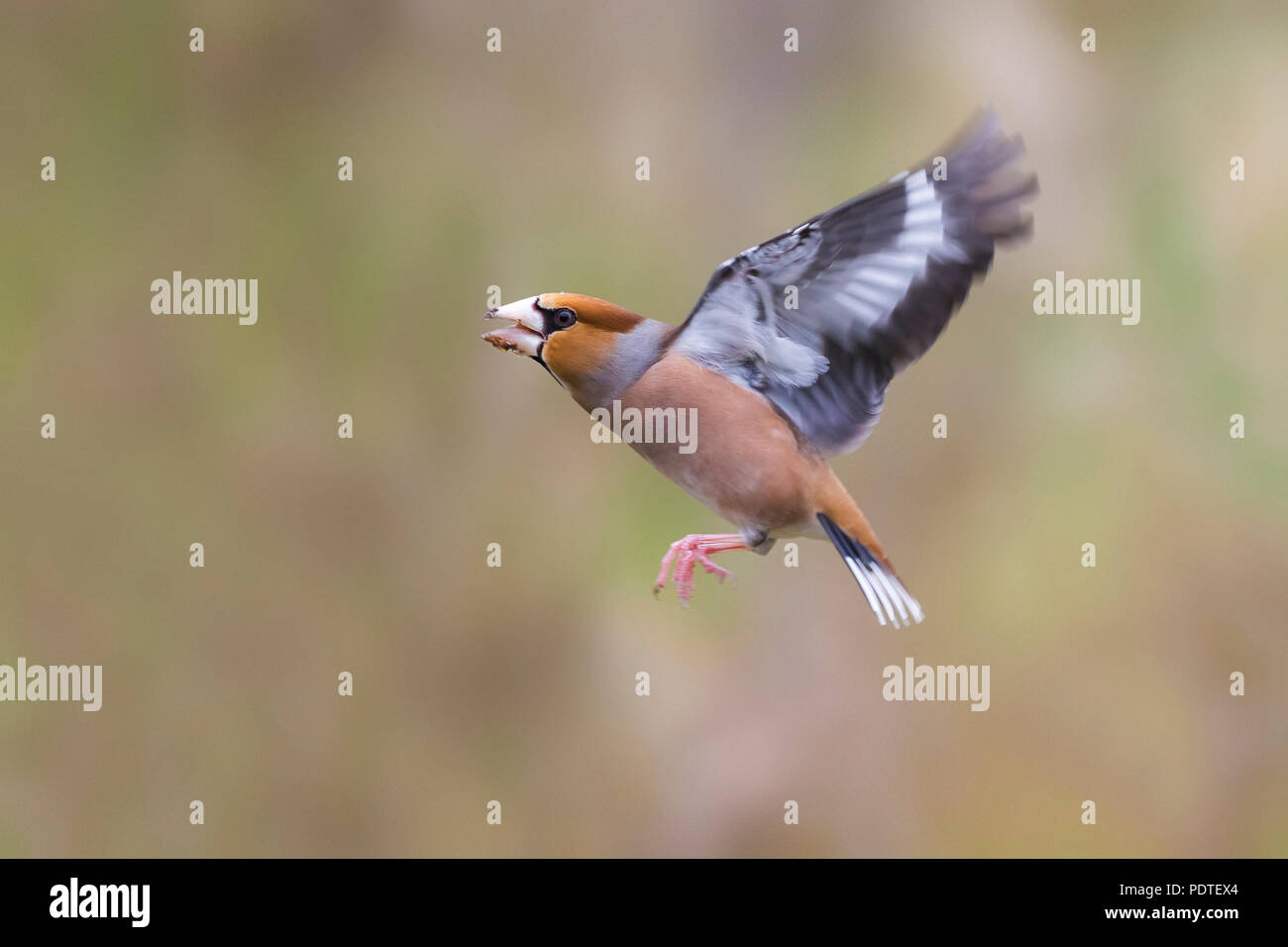 Coccothraustes coccothraustes Hawfinch ; Banque D'Images