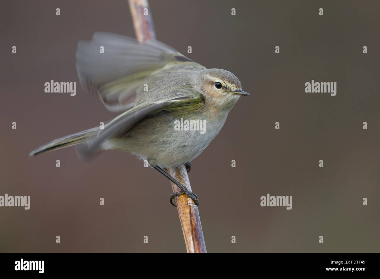 « Récent sibérien Phylloscopus collybita tristis ; Banque D'Images