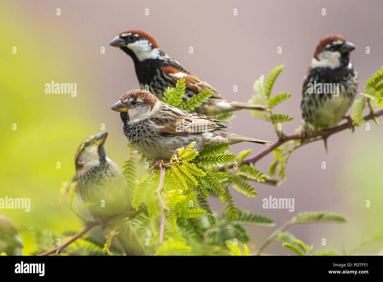 Moineau espagnol Passer hispaniolensis ; Banque D'Images