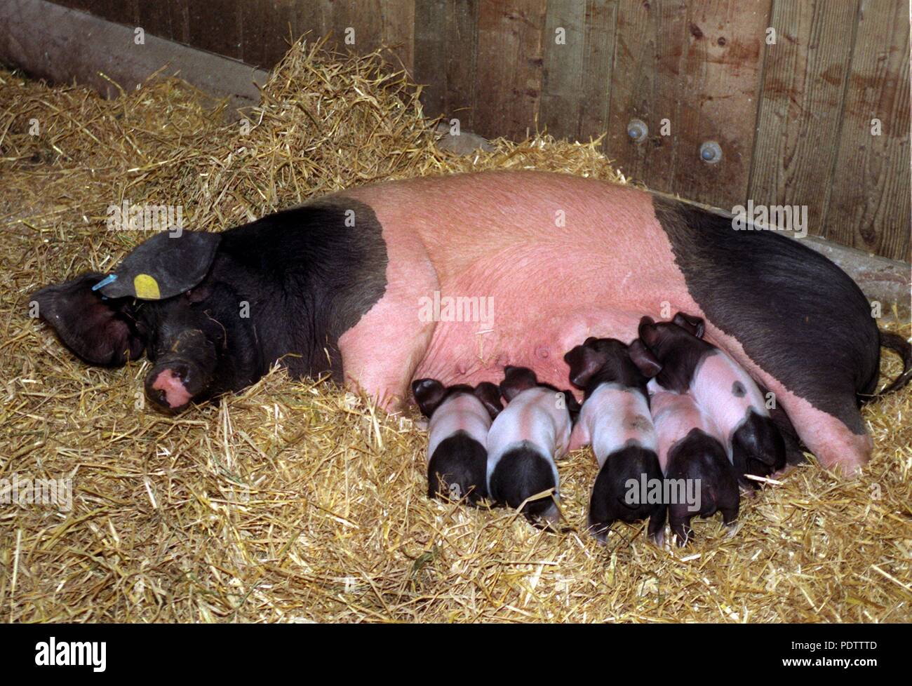 'La mère Berta' cochonnet de semer ses porcelets de lait au zoo Hellabrunn de Munich, Allemagne, le 21 mars 1997. Dans le monde d'utilisation | Banque D'Images