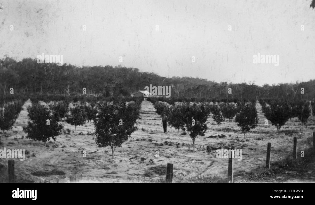 207 1 113484 StateLibQld de jeunes arbres fruitiers florissant dans l'établissement de soldats, Amiens, ca. 1922 Banque D'Images