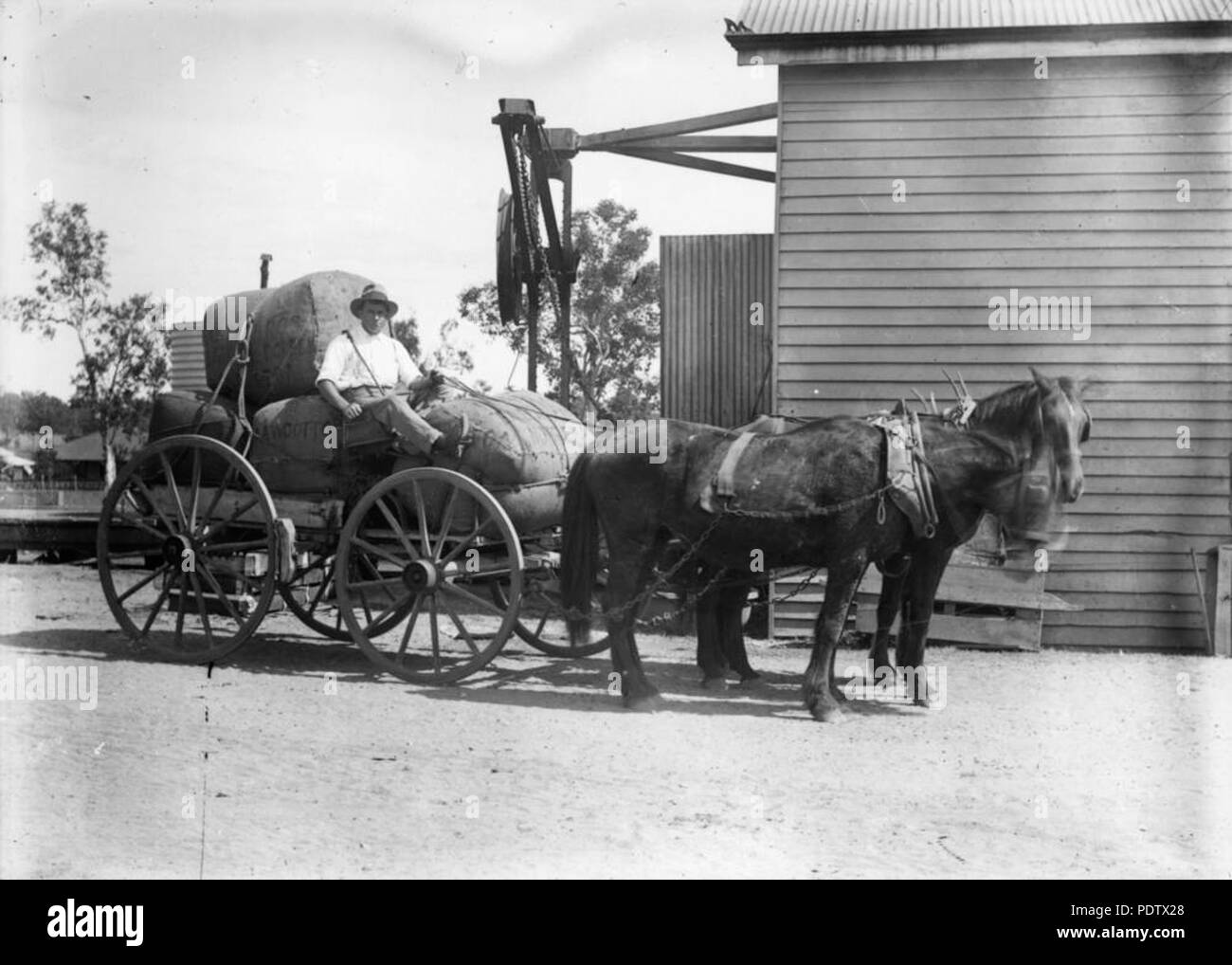 211 120344 StateLibQld 1 balles de coton prêtes pour le marché, Mareeba, ca. 1920 Banque D'Images