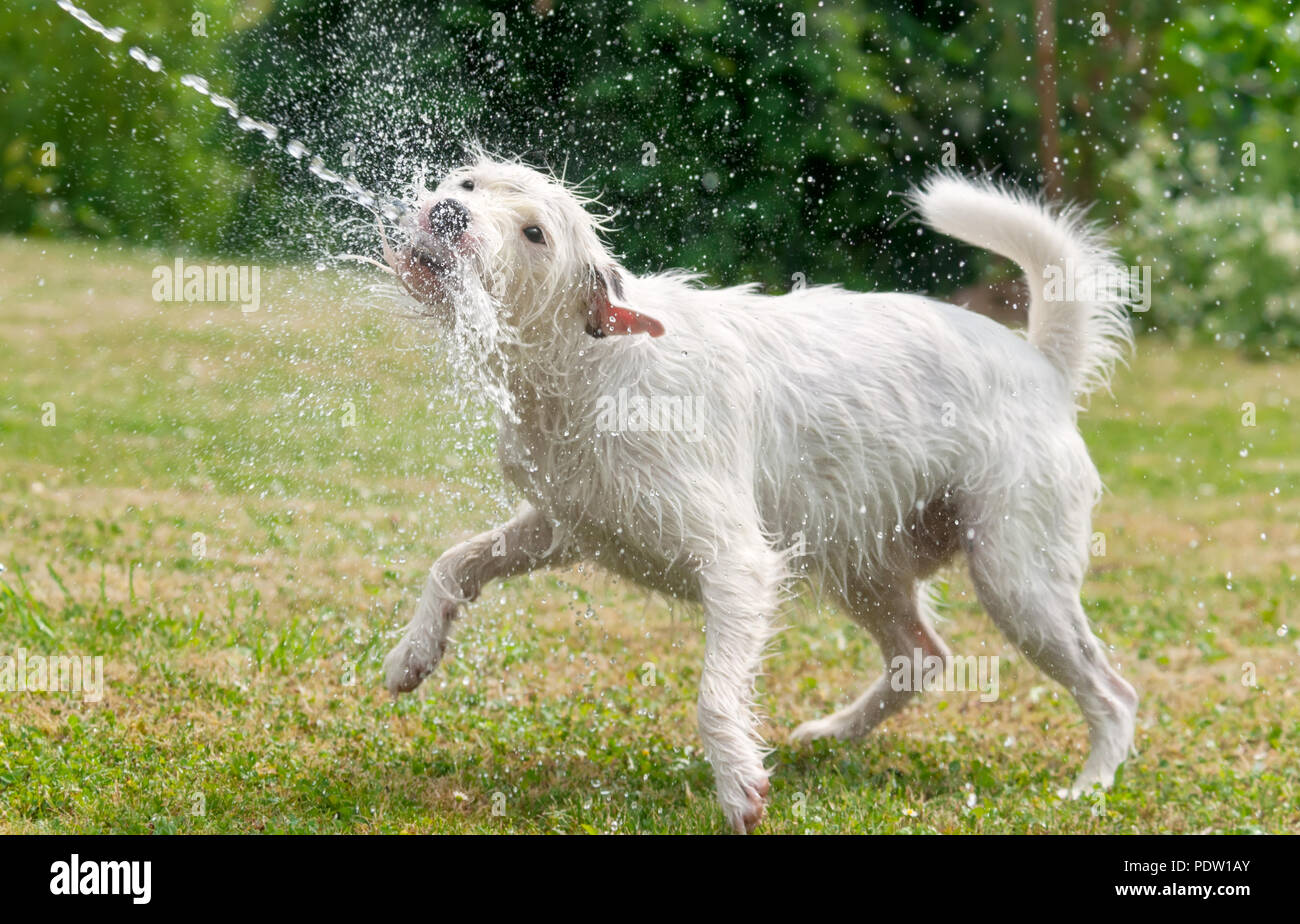 Jack Russell Terrier dog joue et les captures d'un jet d'eau d'un tuyau de jardin et des boissons l'eau douce sur une chaude journée d'été Banque D'Images