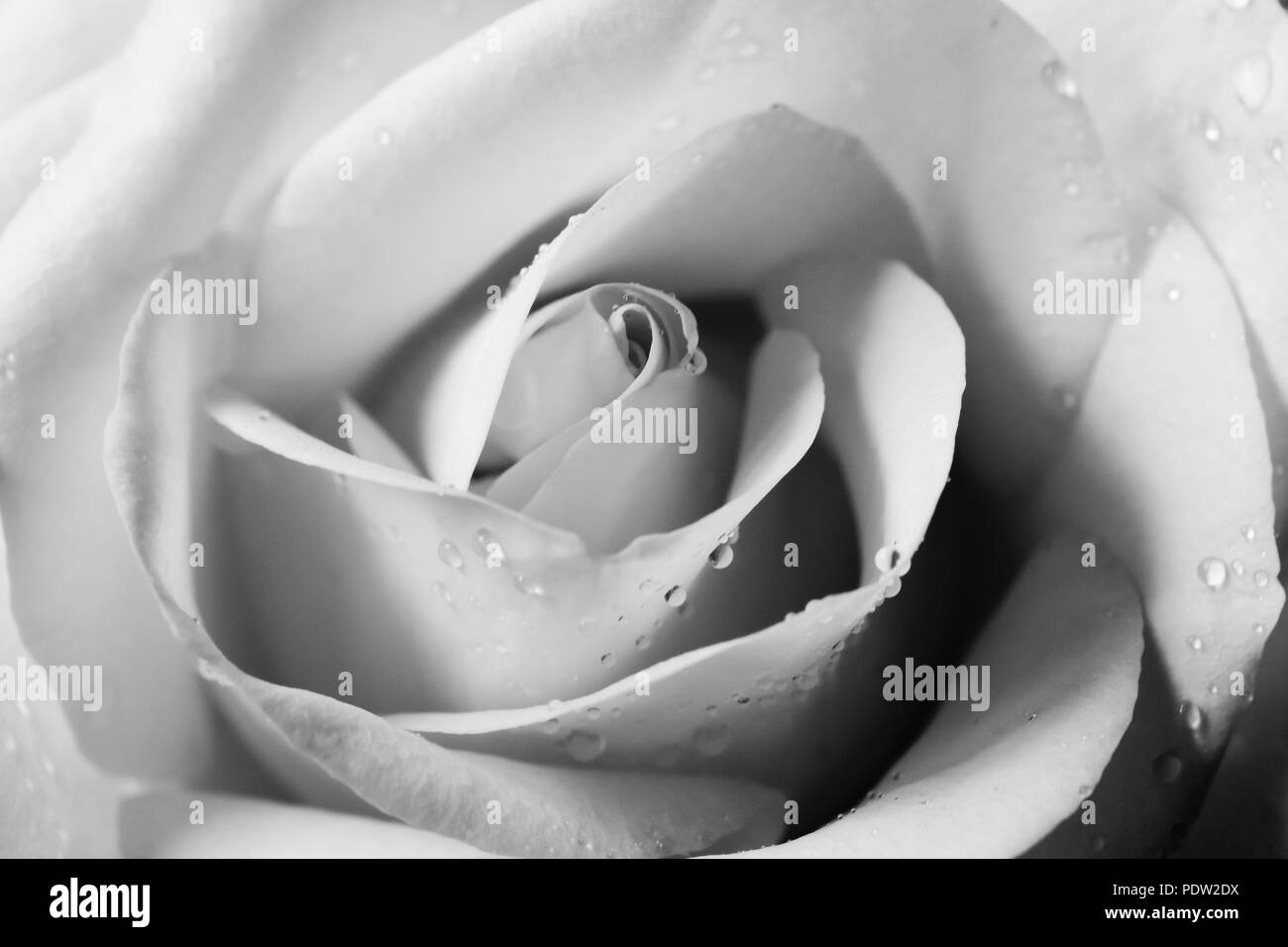 Noir et blanc la photo en gros plan d'une rose jaune avec des gouttelettes d'eau. Banque D'Images
