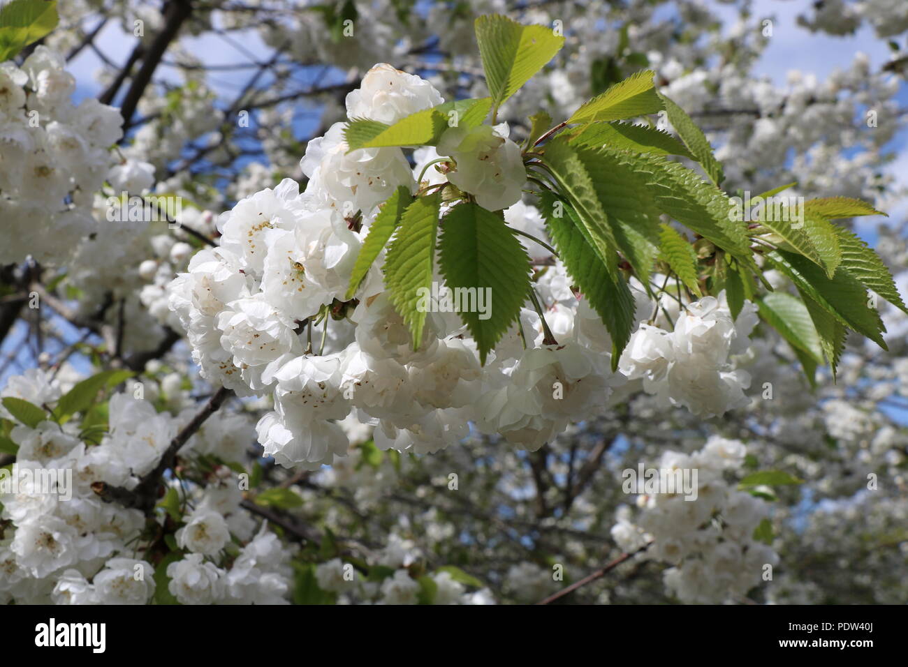 Fleur blanche sur un arbre au printemps, blanc fleurs de printemps, arbres  en fleurs Photo Stock - Alamy