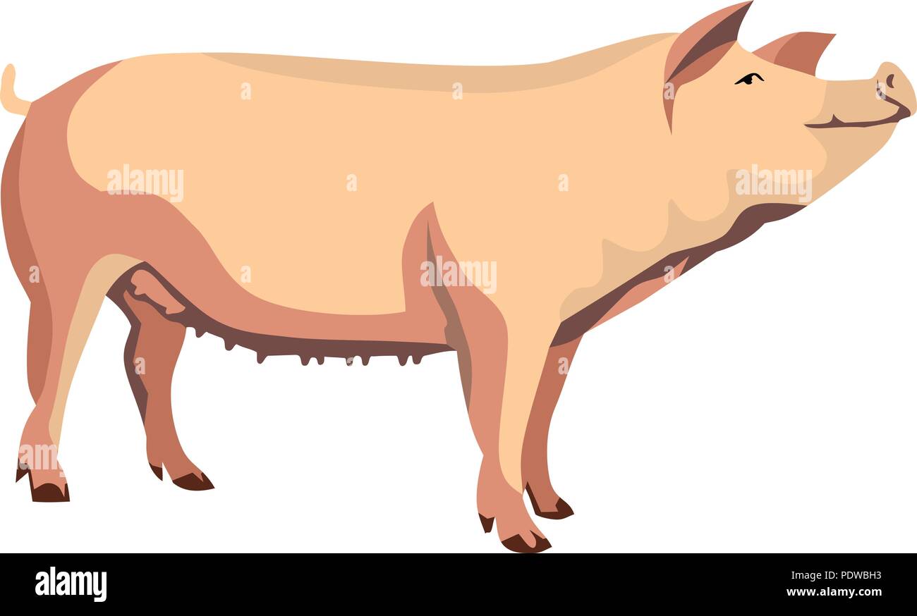 Animal de porc Mammal vecteur Illustration de Vecteur