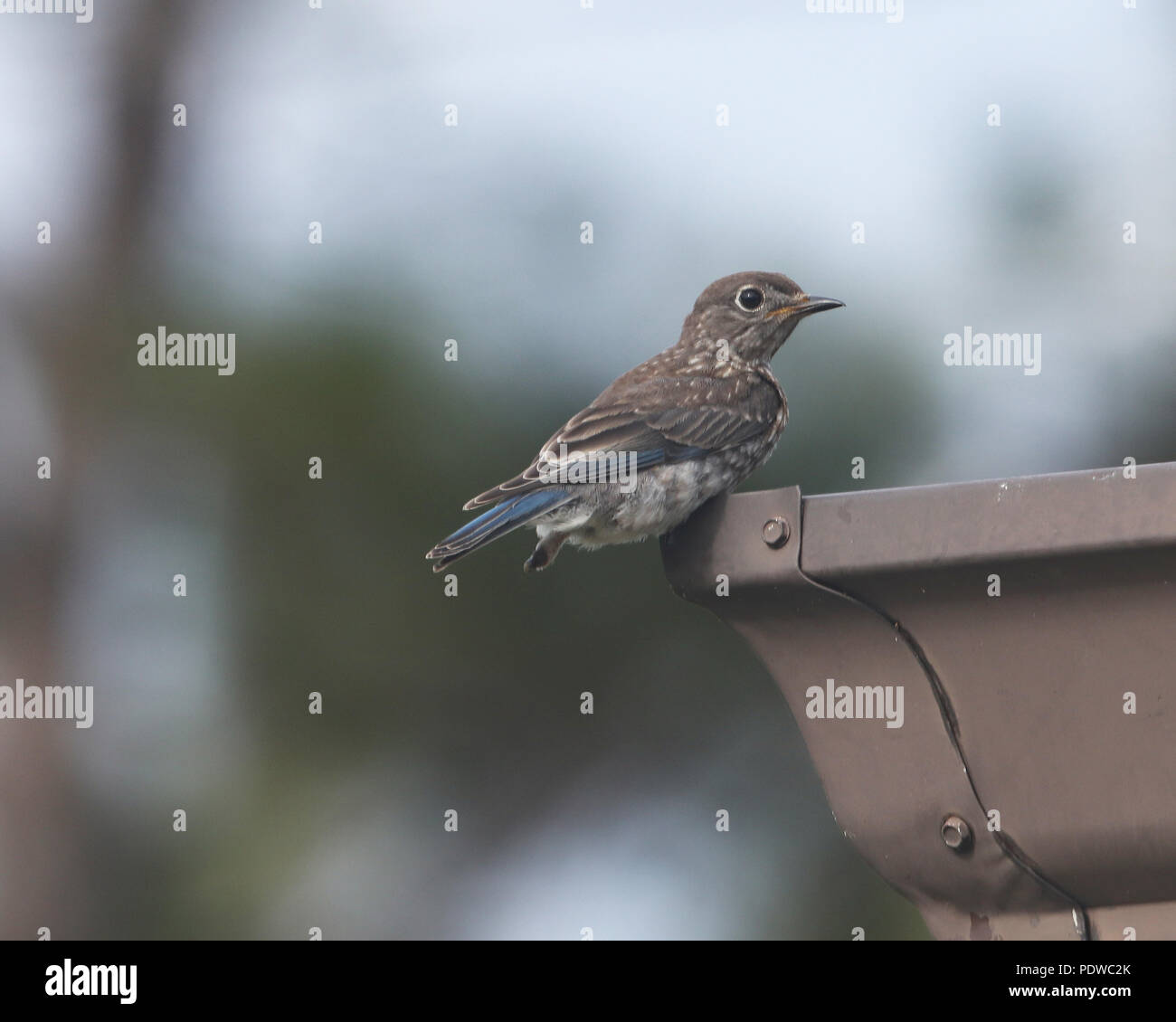 Le plumage de l'oiseau bleu juvénile a beaucoup browner que les adultes, avec des marbrures blanches au-dessus de plus en plus brunâtre ventralement, et le blanc des yeux Banque D'Images