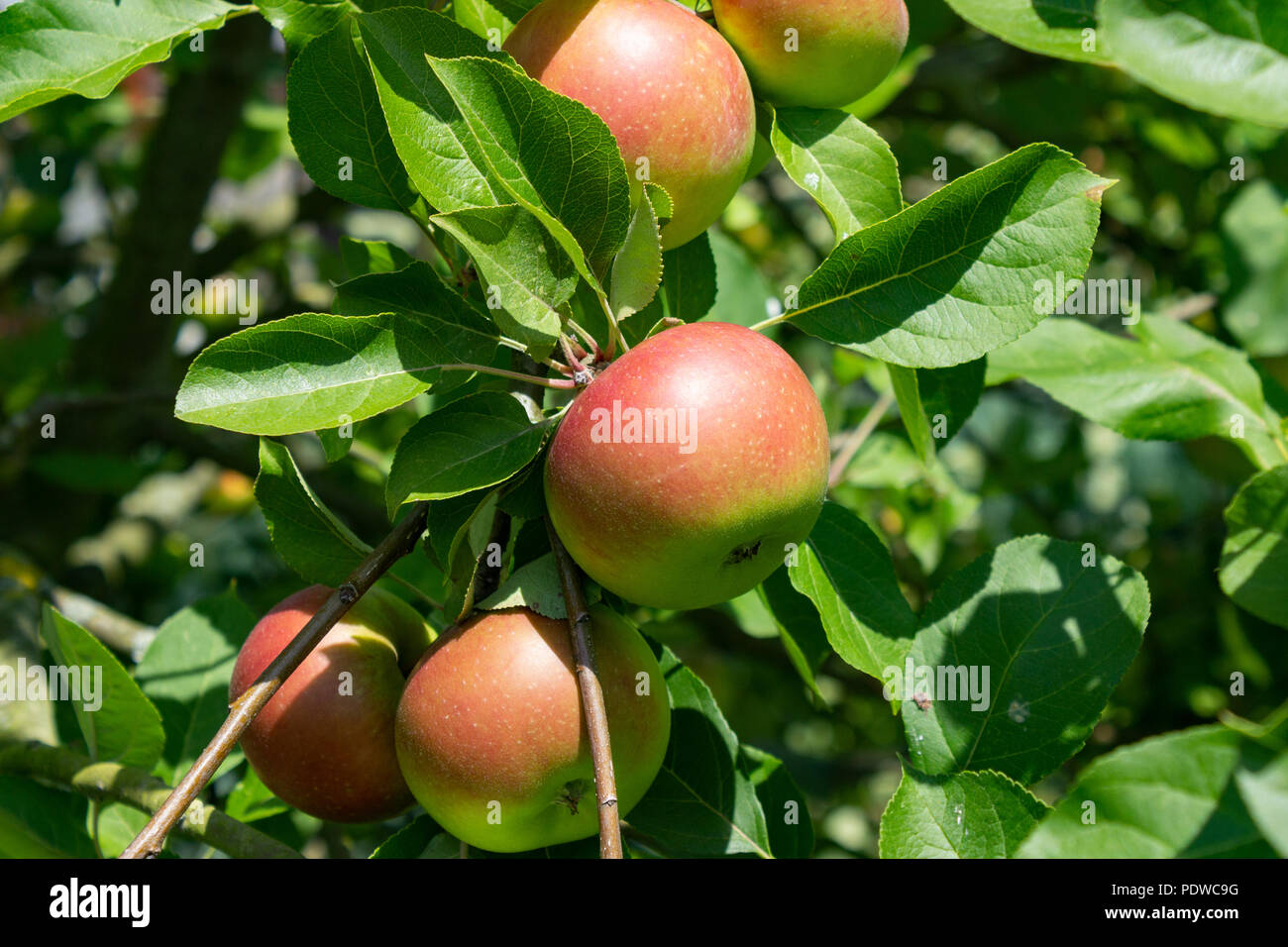 Pommes colorées au soleil. Apple tree naturelles avec des fruits mûrs. Concept d'aliments sains Banque D'Images