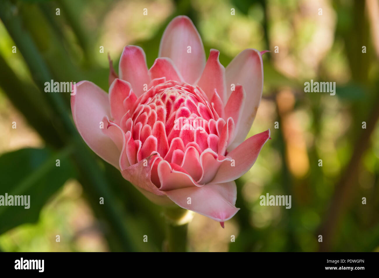 Gros plan d'une belle flamme rose lily (Etlingera elatior) Blossom. Utilisé dans des arrangements décoratifs ainsi que dans l'ikebana, ils sont également un important... Banque D'Images