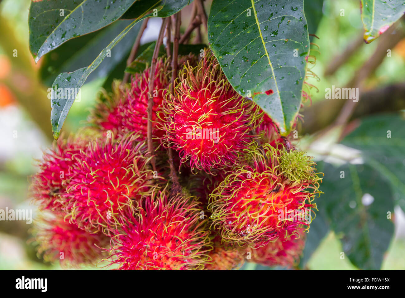 Gros plan magnifique d'une grappe de fruits rouges mûrs organique ramboutan (Nephelium lappaceum) avec leurs protubérances poilues, suspendu à un arbre en Malaisie. Banque D'Images