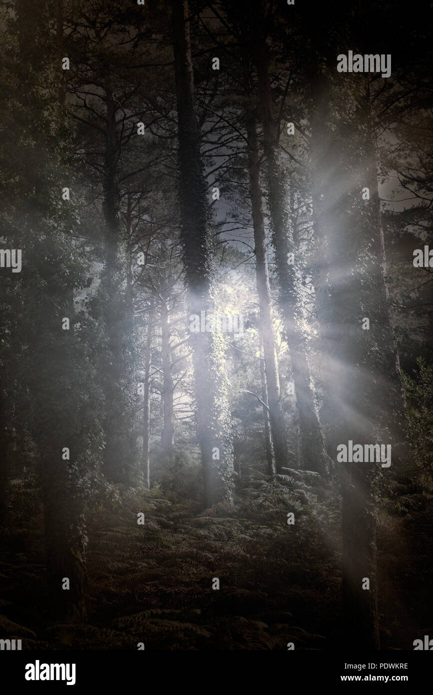 Européen des forêts mystérieuses avec les rayons de lumière ( utilisé des filtres analogiques et numériques) Banque D'Images