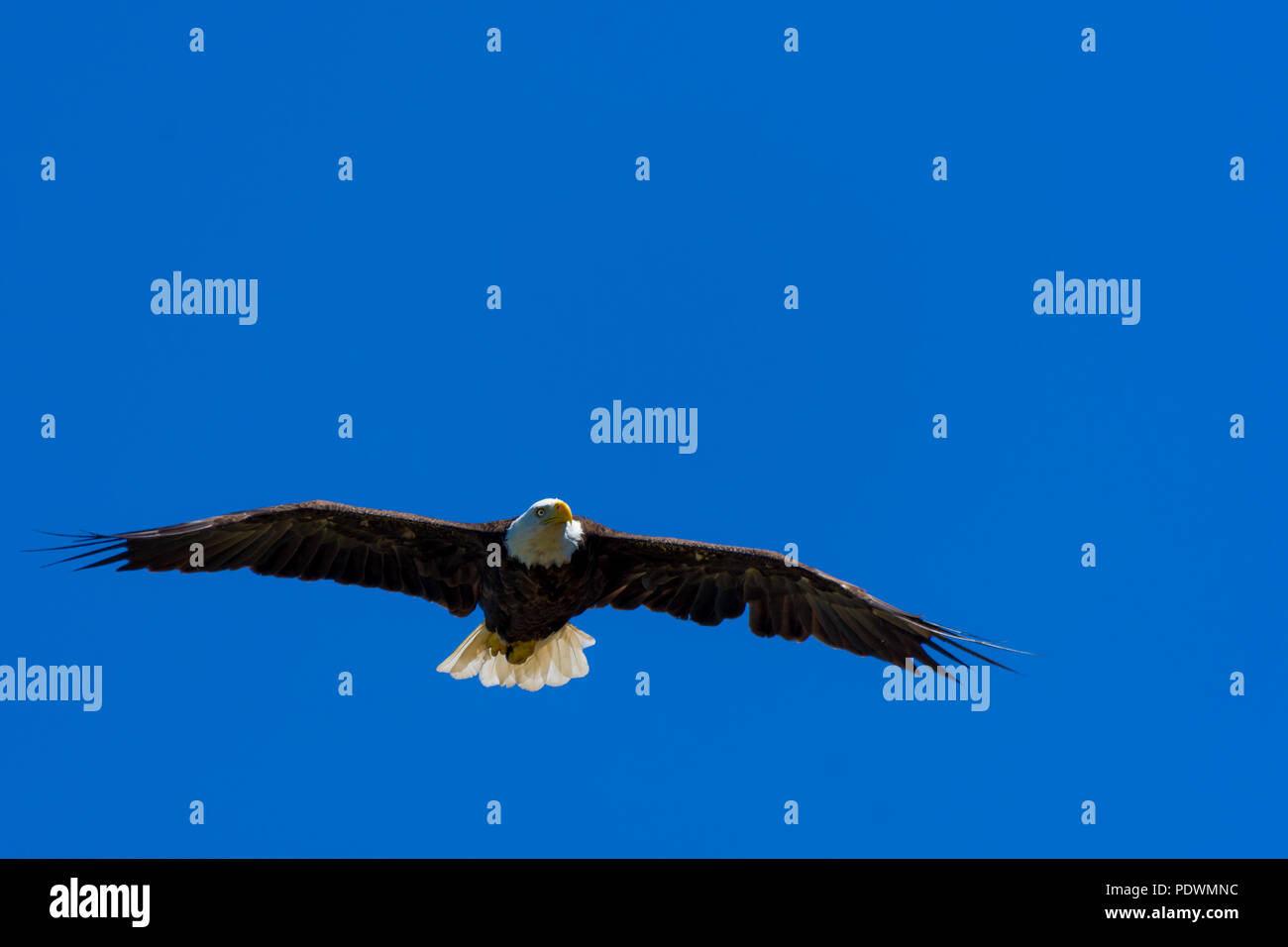 Un pygargue à tête blanche (Haliaeetus leucocephalus) s'élève contre un ciel bleu clair. Banque D'Images