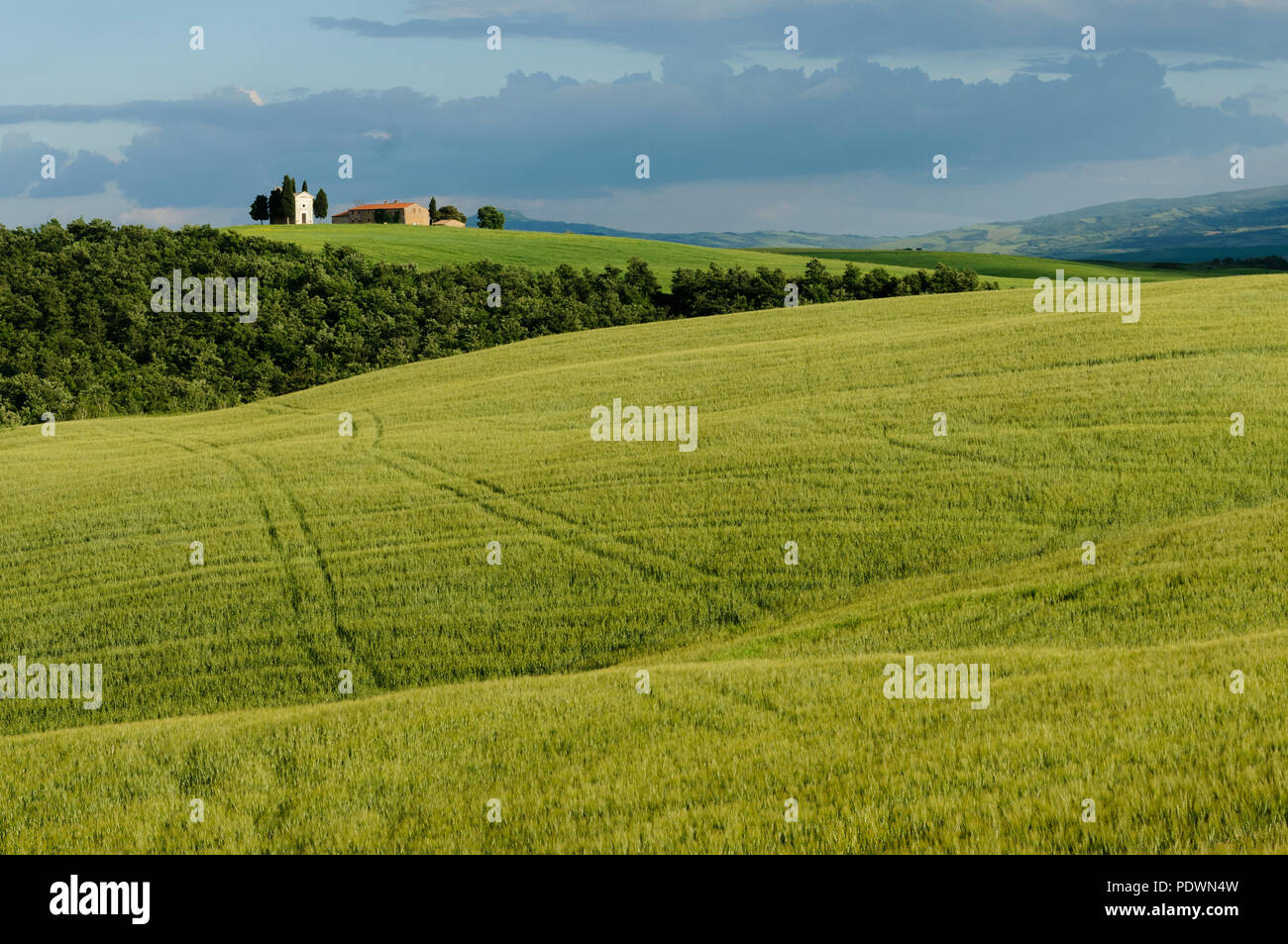 Vue panoramique du paysage typique de la Toscane en Val D'Orcia : collines, de prairies et de champs. La Toscane, Italie, Europe Banque D'Images