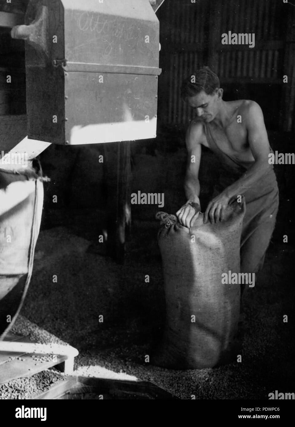 278 2 101816 StateLibQld Worker coudre les sacs près de la chute d'eau de la silo de maïs à Atherton, Queensland, 1948 Banque D'Images