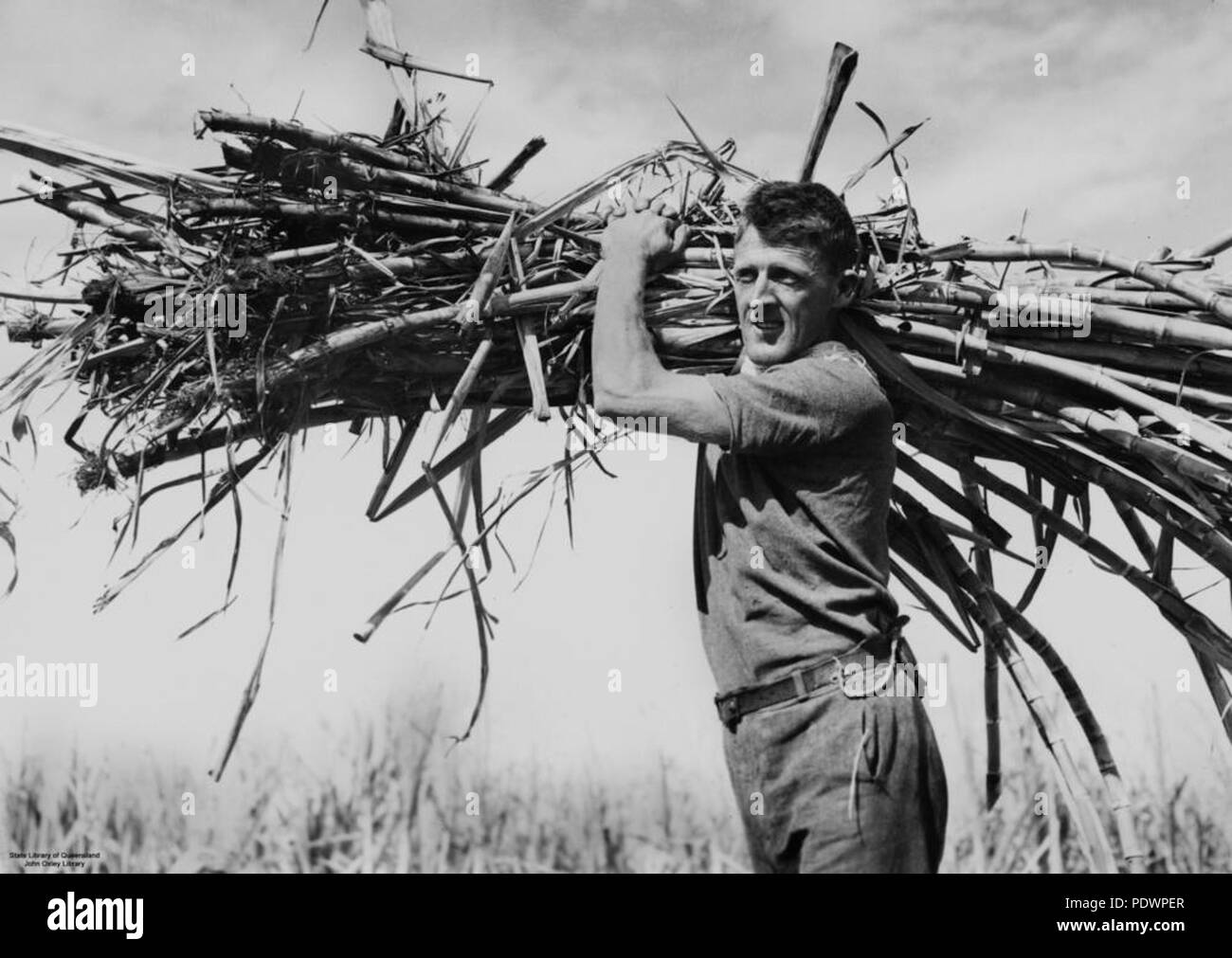 278 2 102489 StateLibQld travailleur porteur d'une canne à sucre de canne couper ensemble à Nambour, Queensland, 1938 Banque D'Images