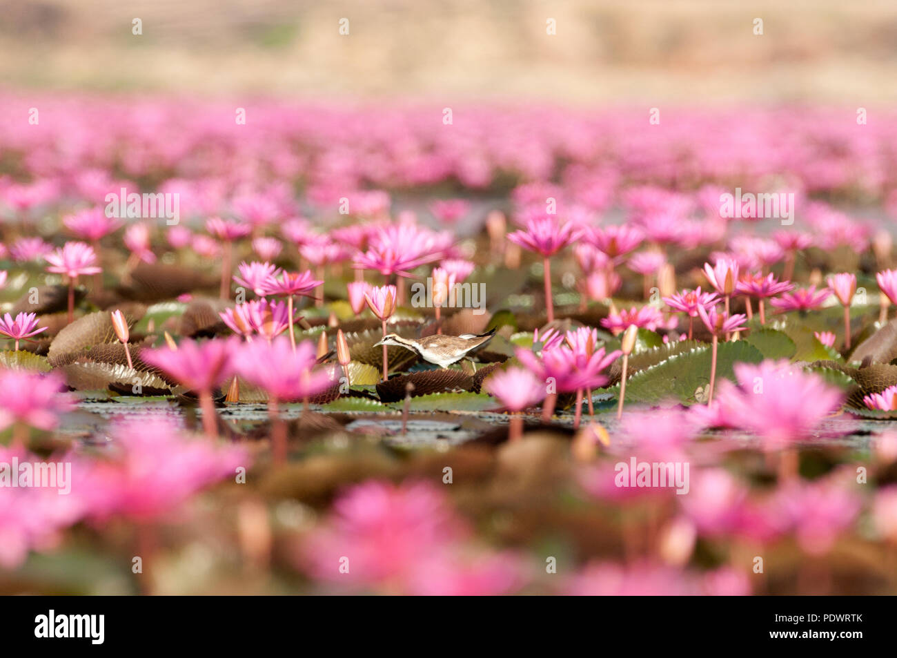 Pheasant-tailed Jacana (Hydrophasianus chirurgus) - mineur dans nénuphars roses - Thaïlande Jacana à longue queue - Faisan d'eau Banque D'Images