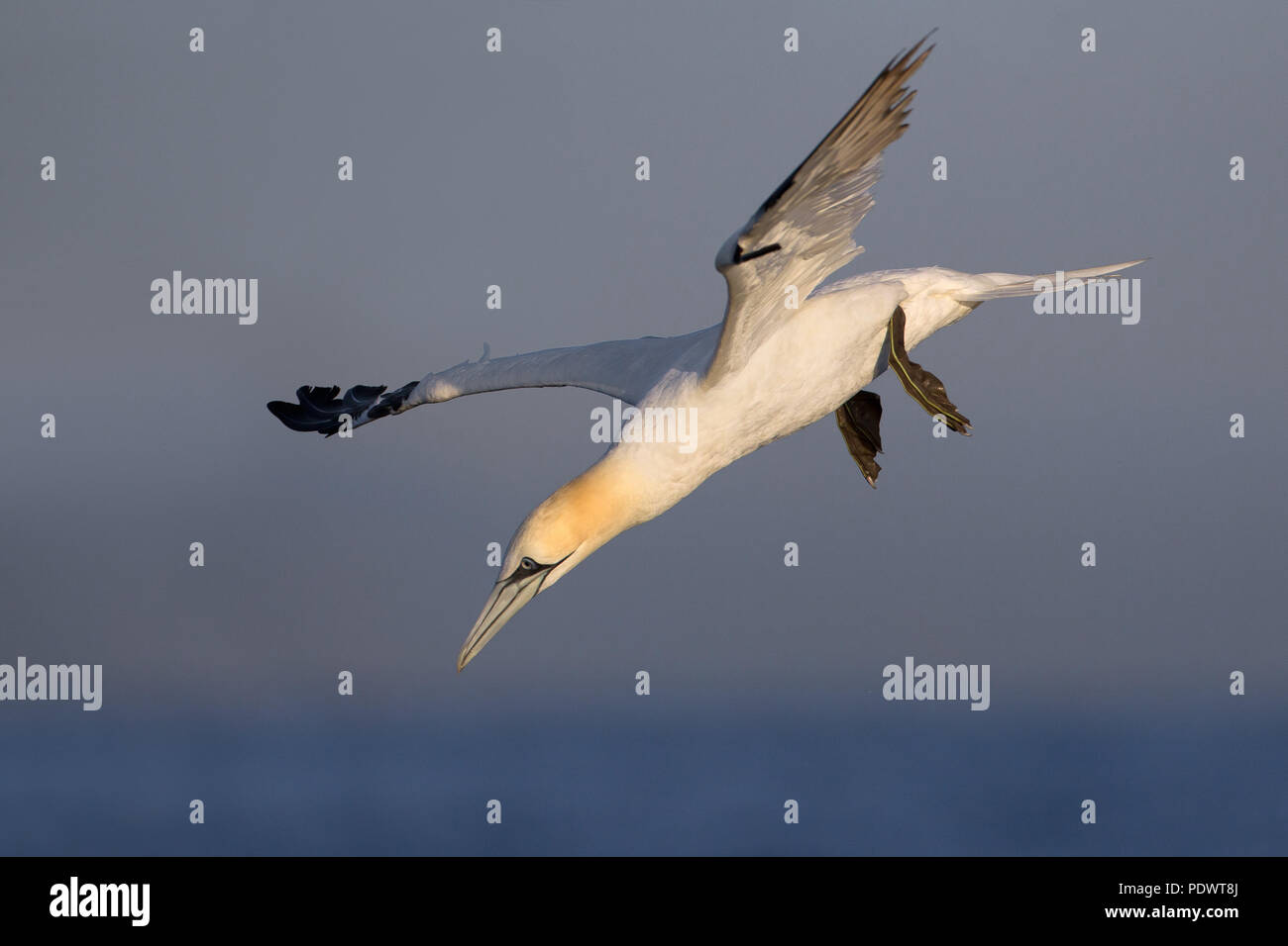 Bassan adultes flying Banque D'Images