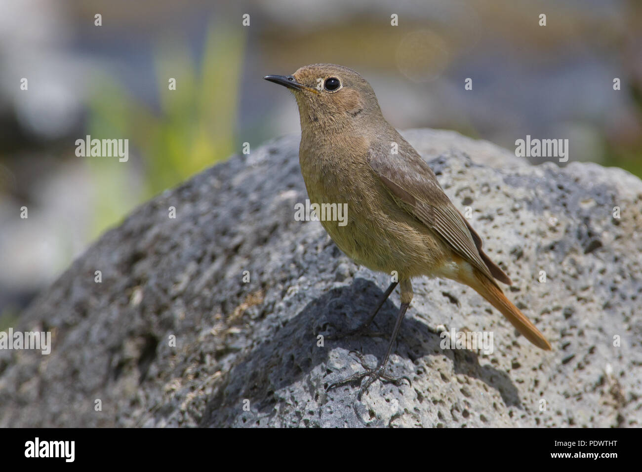 Rougequeue noir sous-espèce de l'semirufus. Banque D'Images