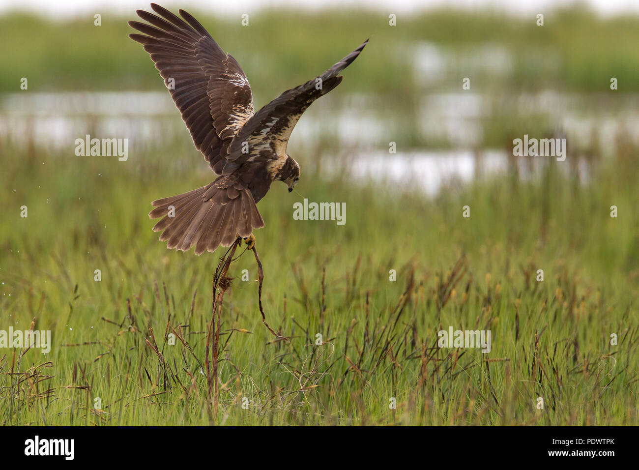 Le busard dans l'habitat de reproduction en vol avec le matériel du nid. Banque D'Images