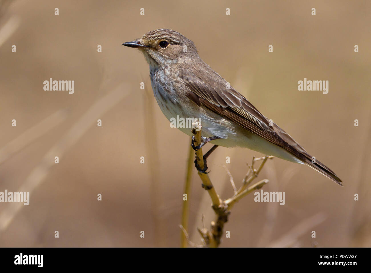 Spotted Flycatcher on twig Banque D'Images