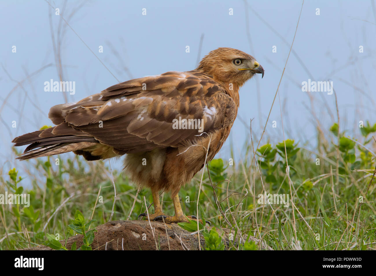 Long-legged Buzzard dans l'herbe Banque D'Images