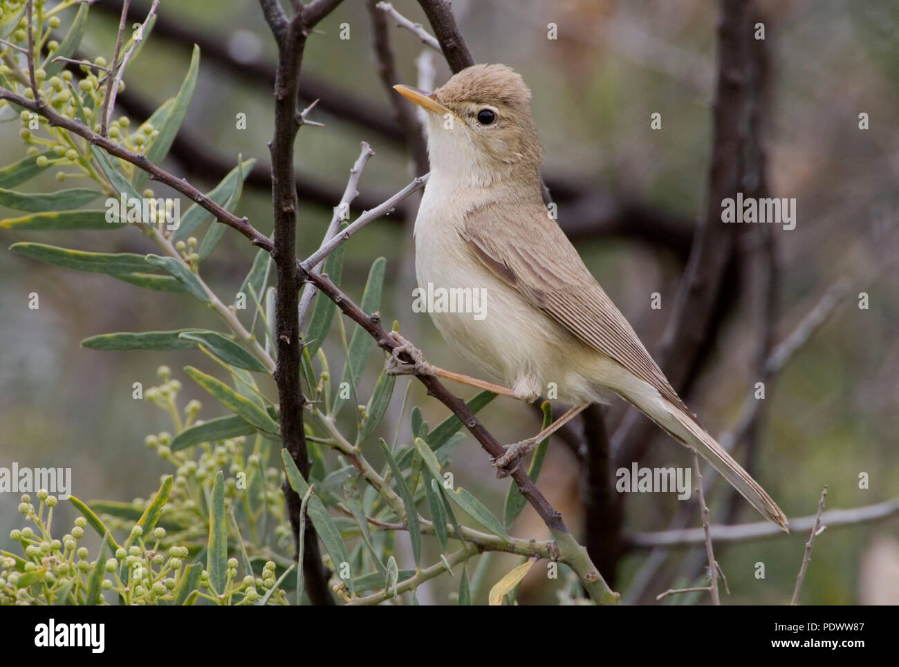 Eastern Olivaceous Warbler sur un Rameau avec bourgeons. Banque D'Images