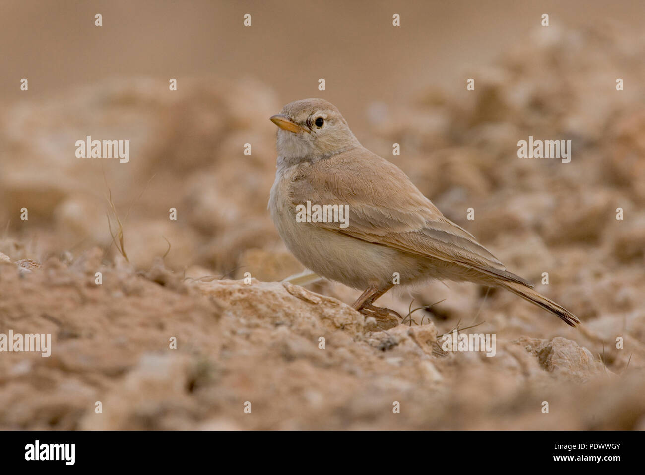 Desert Lark à pebble stone, vue de côté. Banque D'Images