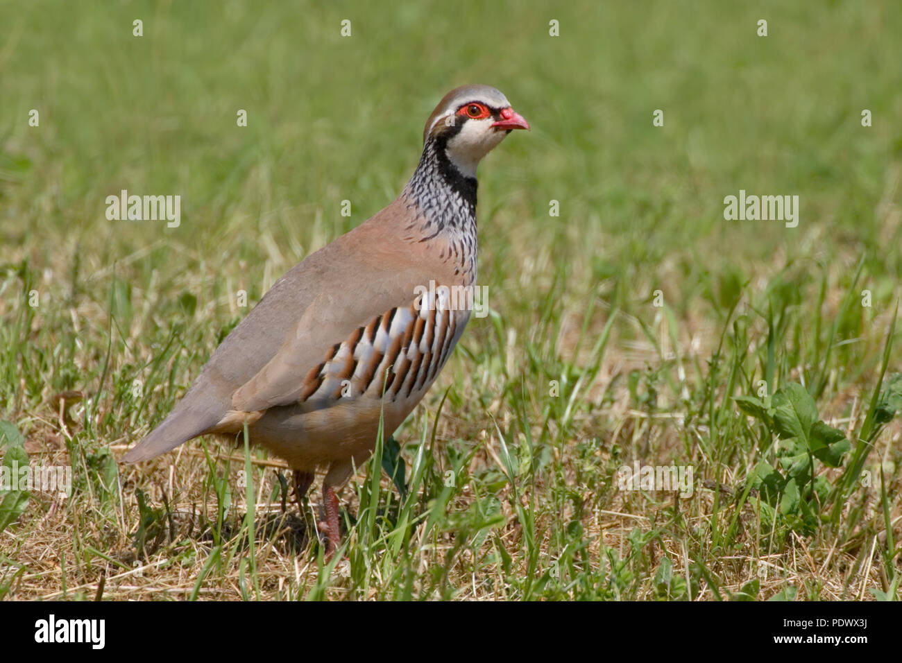 Red-legged Partridge Alectoris rufa ; Banque D'Images