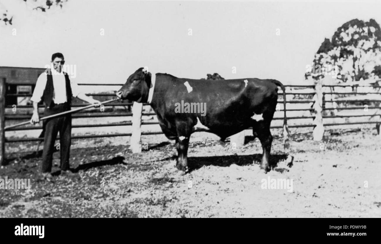 227 1 145867 StateLibQld travailleur agricole et bull à la ferme de Hutton, Zillmere, 1935 Banque D'Images