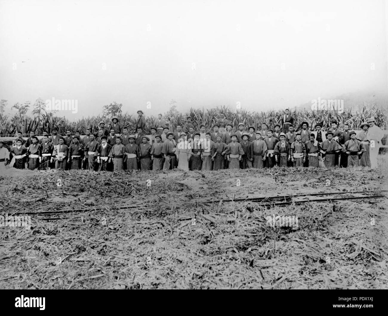 241 StateLibQld 1 171423 travailleurs japonais sur Hambledon plantation de sucre, Cairns, ca. 1896 Banque D'Images