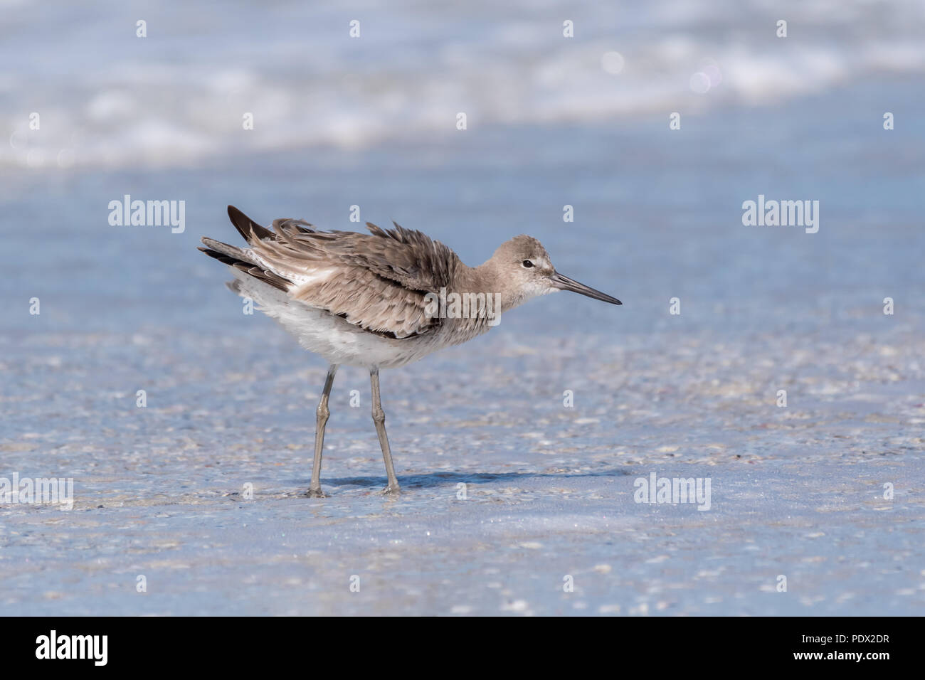 Willet (Tringa semipalmata) à chercher de la nourriture, des plumes fluffed du vent. La côte du golfe de Floride. Banque D'Images