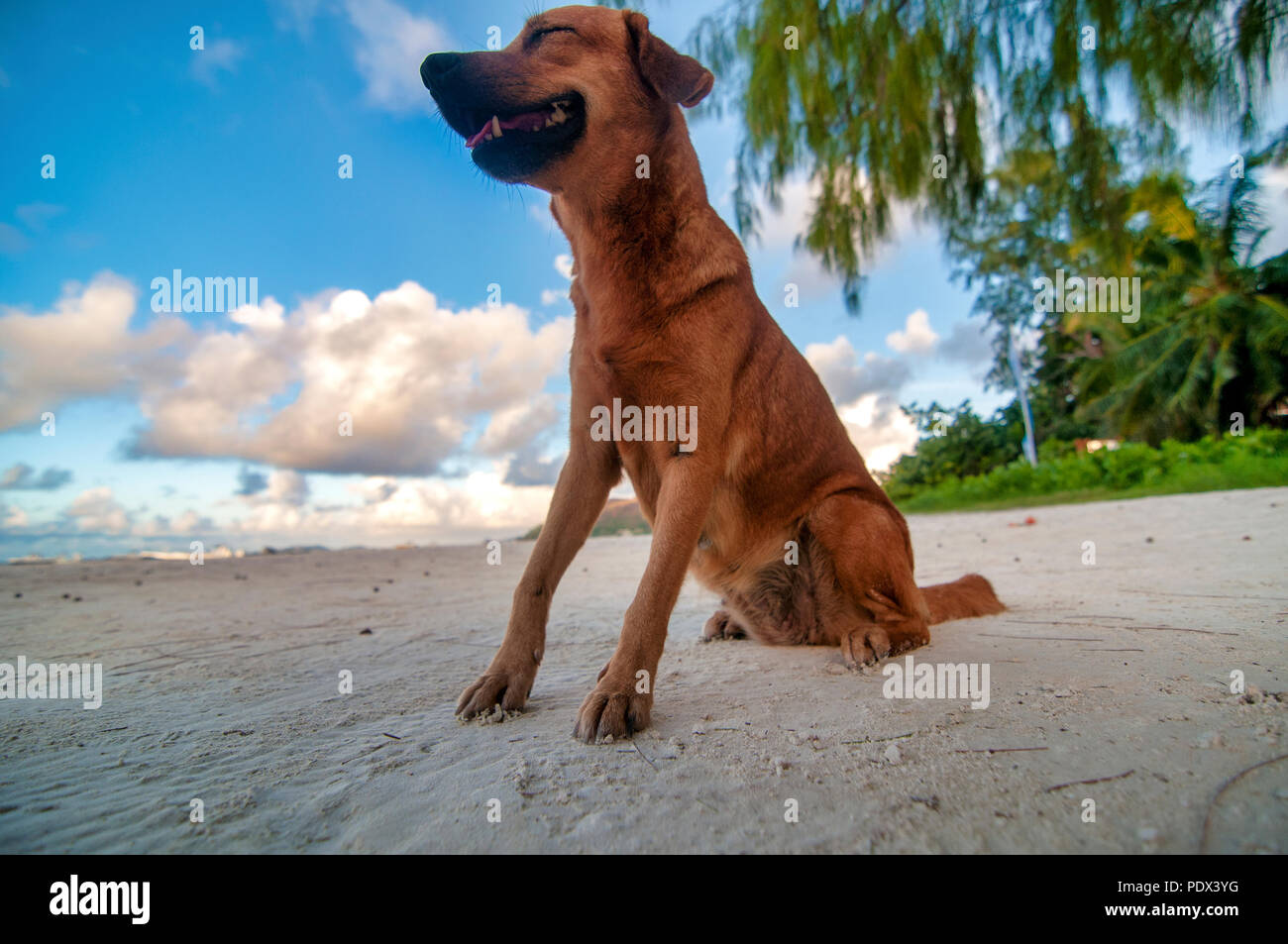 Chien heureux sur la plage, l'Anse Volbert, Seychelles Banque D'Images