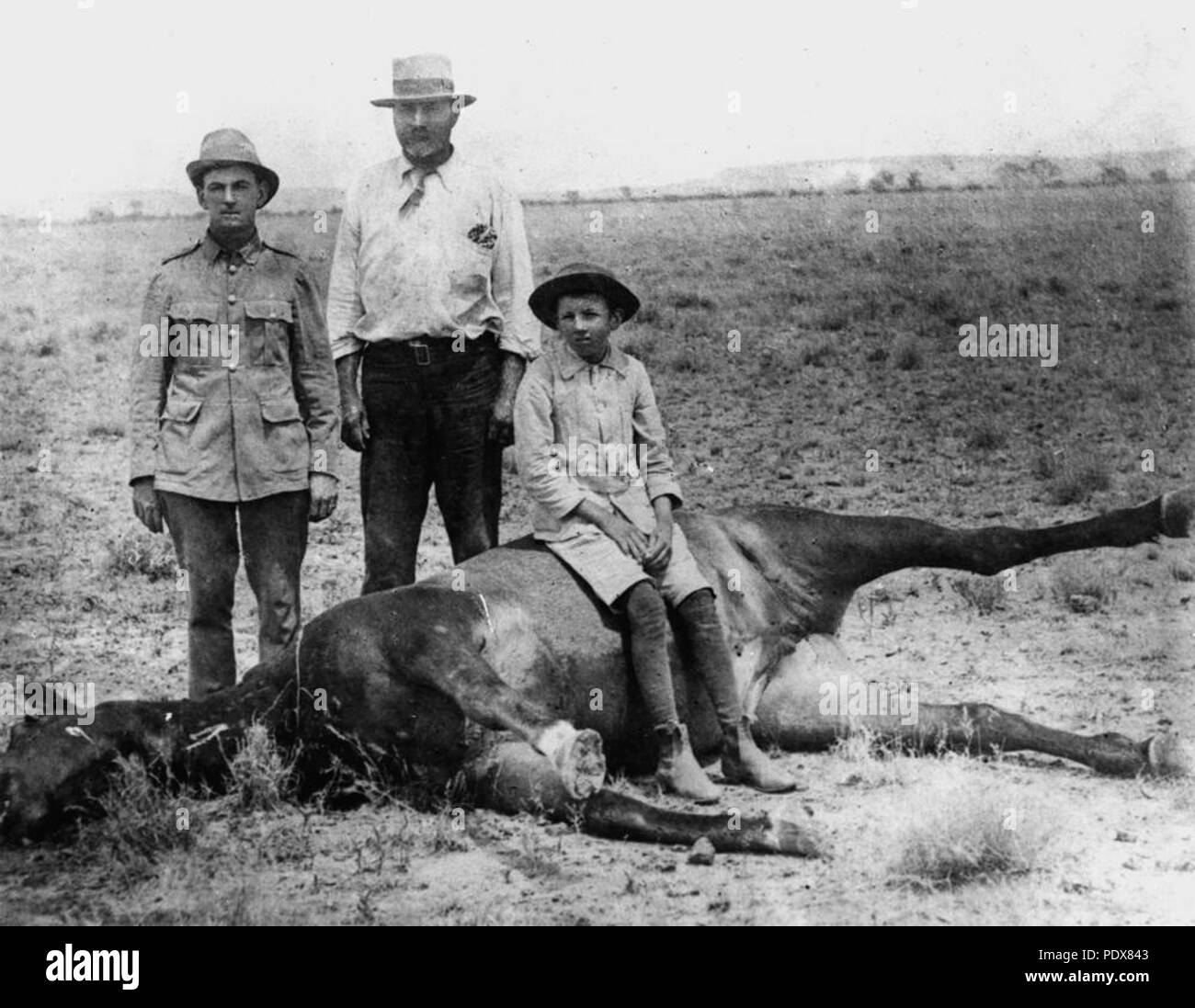 268 StateLibQld 1 51652 Cheval frappé par la foudre, 1890-1900 Banque D'Images