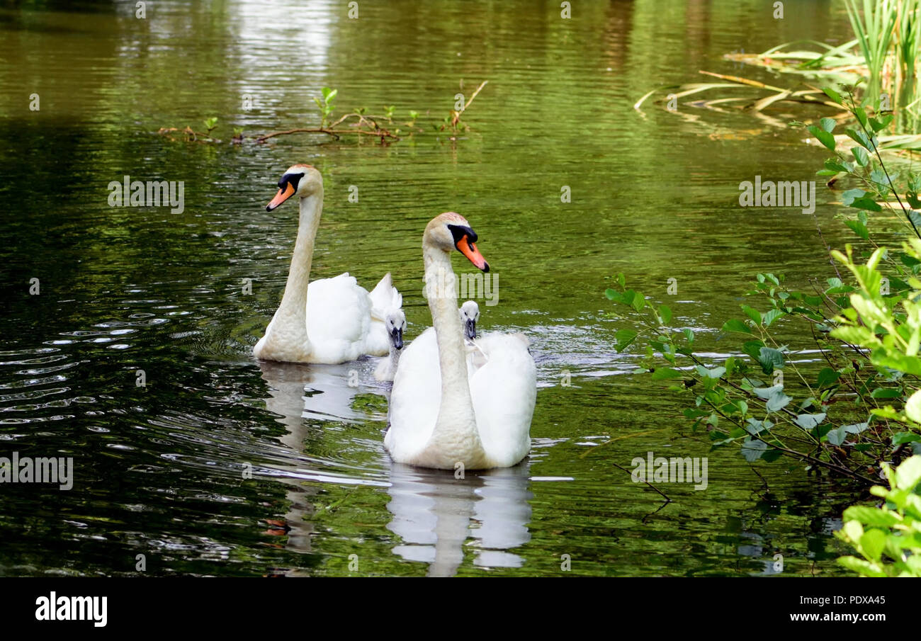 Une paire de cygnes tuberculés et cygnets adultes nageant dans une country park. Banque D'Images