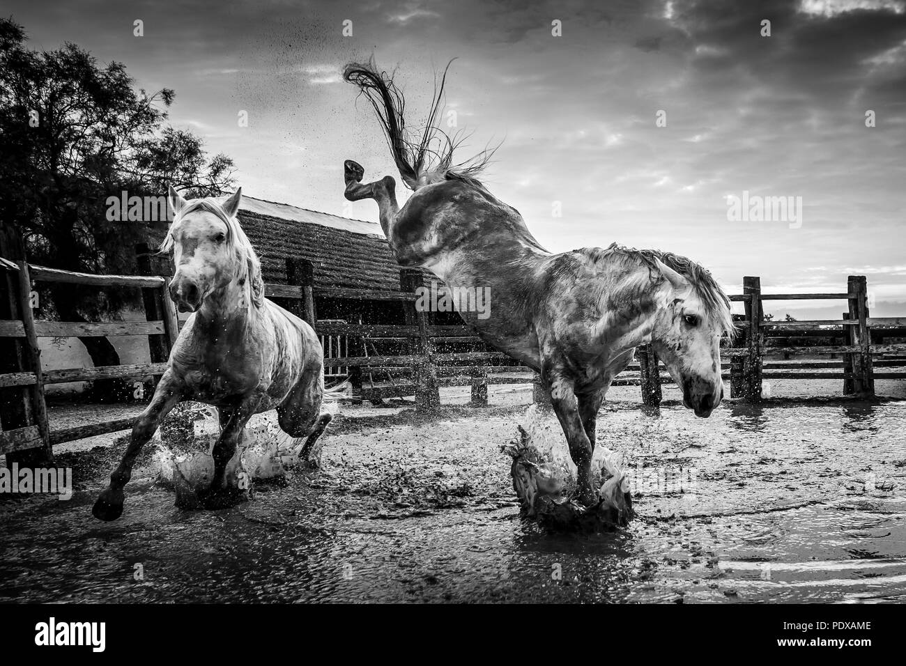 Camargue chevaux qui courent à travers l'eau, des Saintes-Maries-de-la-Mer, Camargue, France Banque D'Images