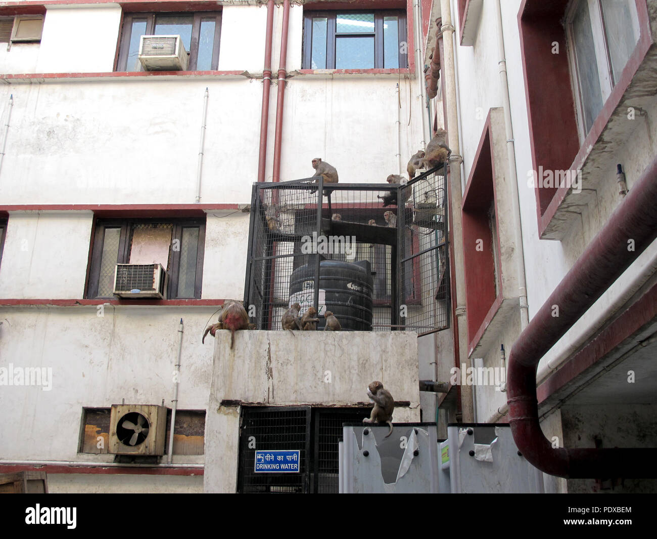 17 avril 2018, l'Inde, New Delhi : macaque batifoler dans le complexe de la cour de district. Photo : Siddhartha Kumar/dpa Banque D'Images