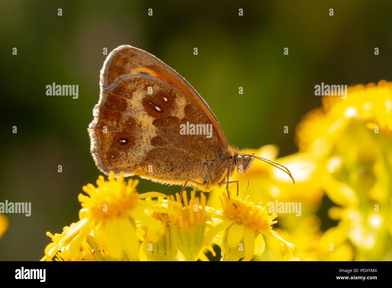 Un plan macro de Gatekeeper butterfly sitting on fleurs Séneçon de l'alimentation. Banque D'Images