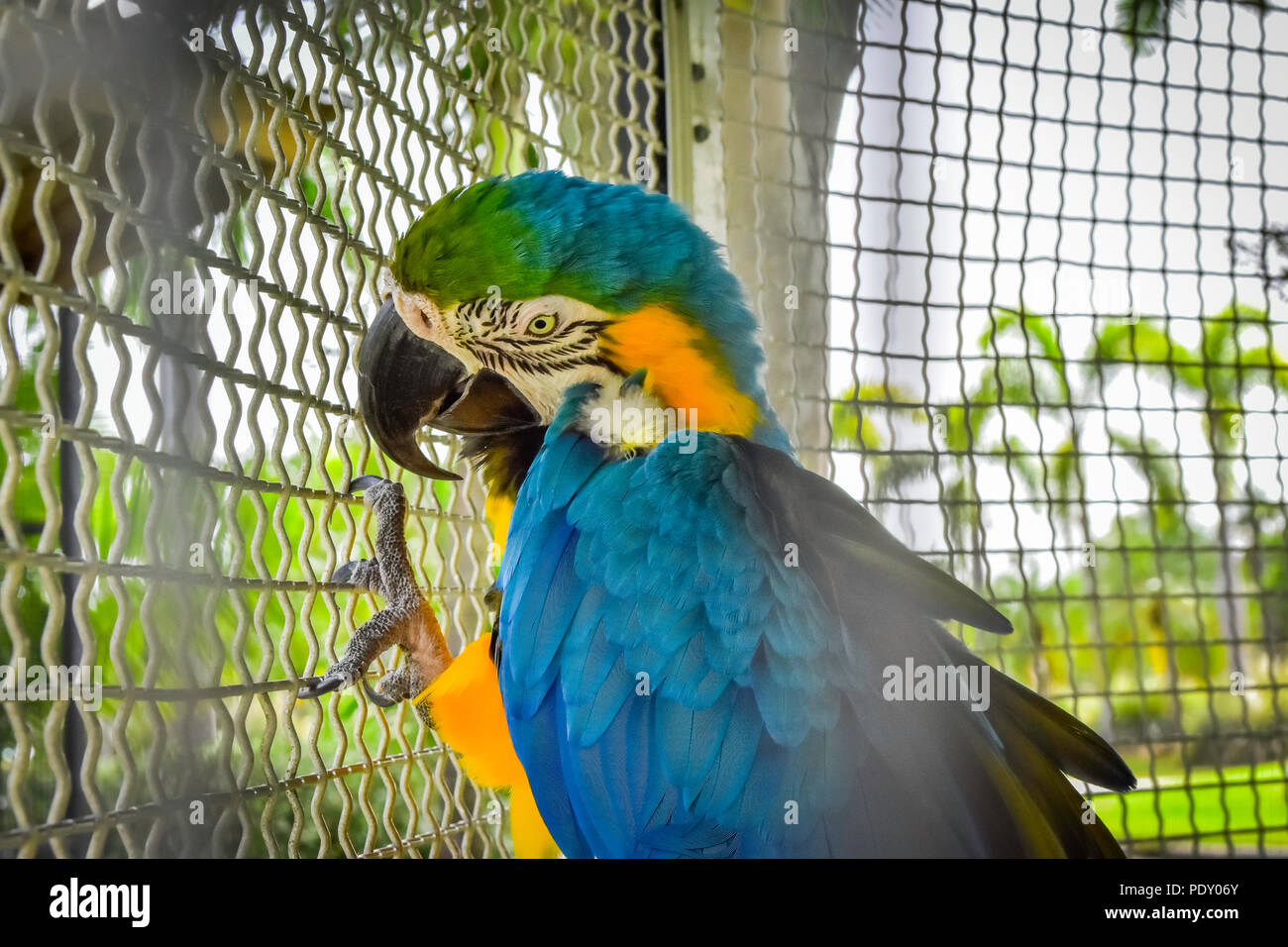 La photo en gros plan de Parrot Banque D'Images