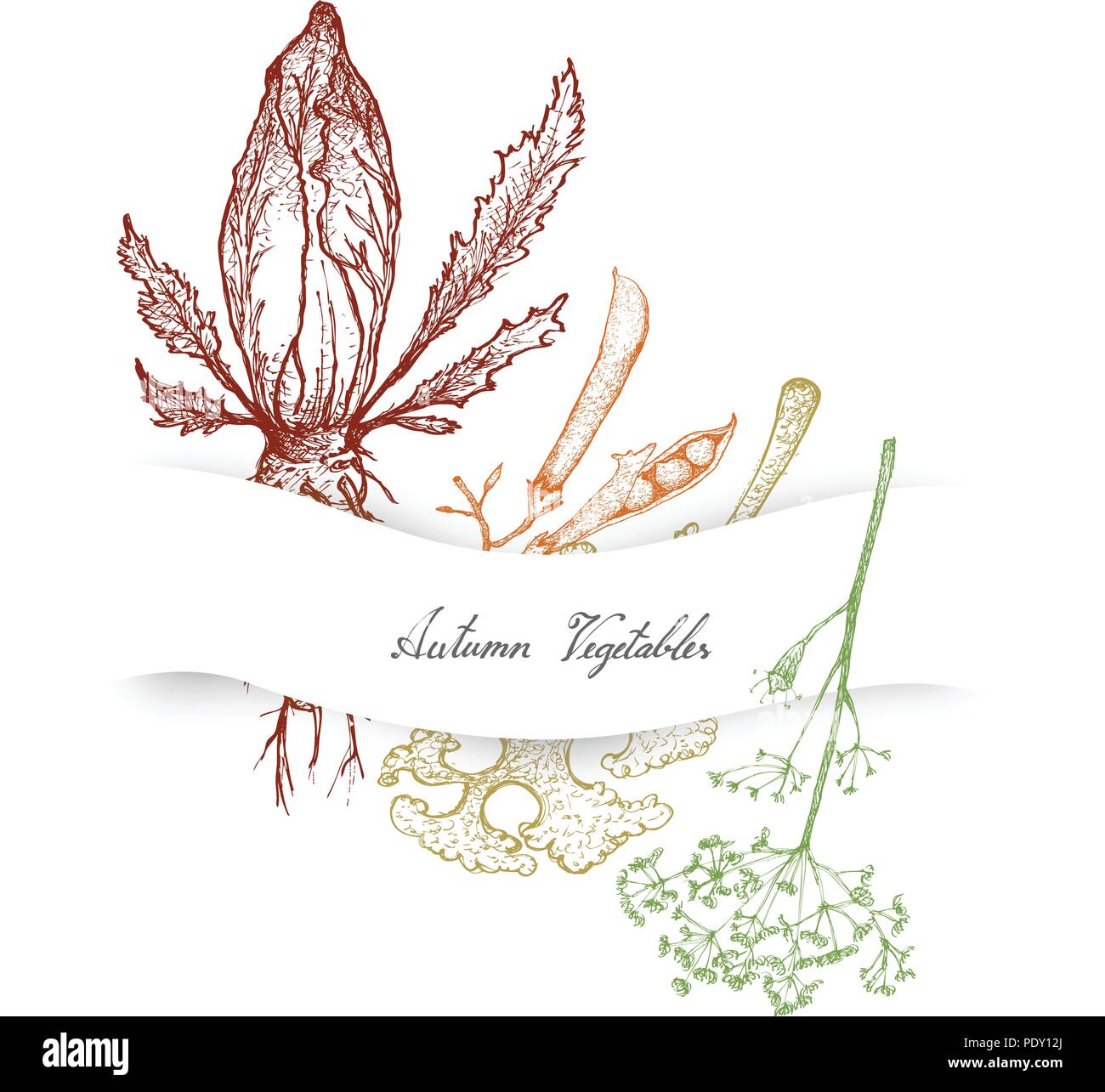 Les légumes d'automne, Illustration de croquis à main Delicious Fresh Dill, chicorée ou Anethum graveolens et le chou frisé ou le chou en feuilles des plantes. Illustration de Vecteur