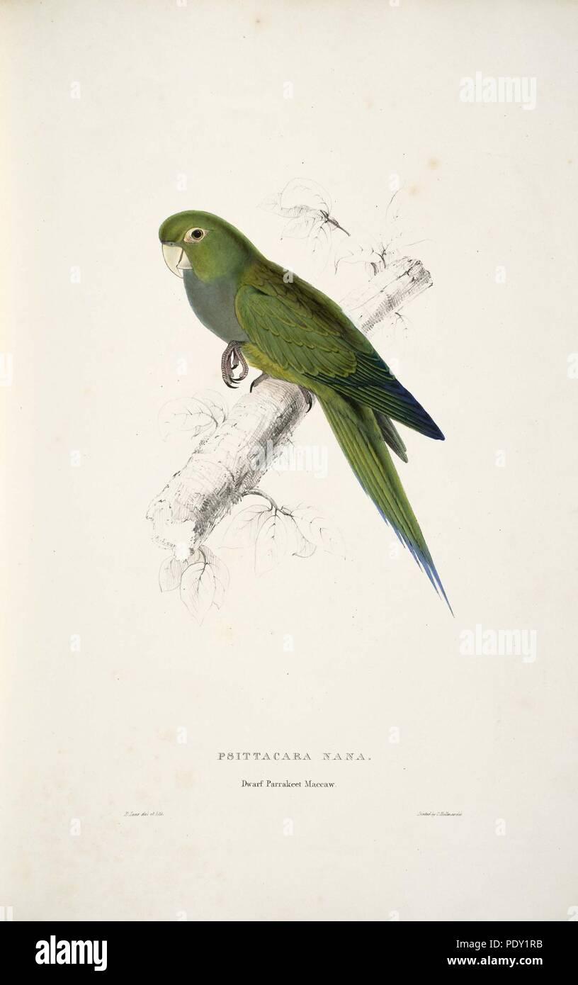 Aratinga nana -nana Psittacara Parrakeet Maccaw Nain -par Edward Lear 1812-1888. Banque D'Images