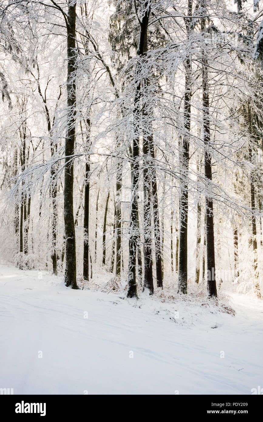 La forêt enneigée en hiver, Höchsten, près de Illwangen, Bade-Wurtemberg, Allemagne Banque D'Images