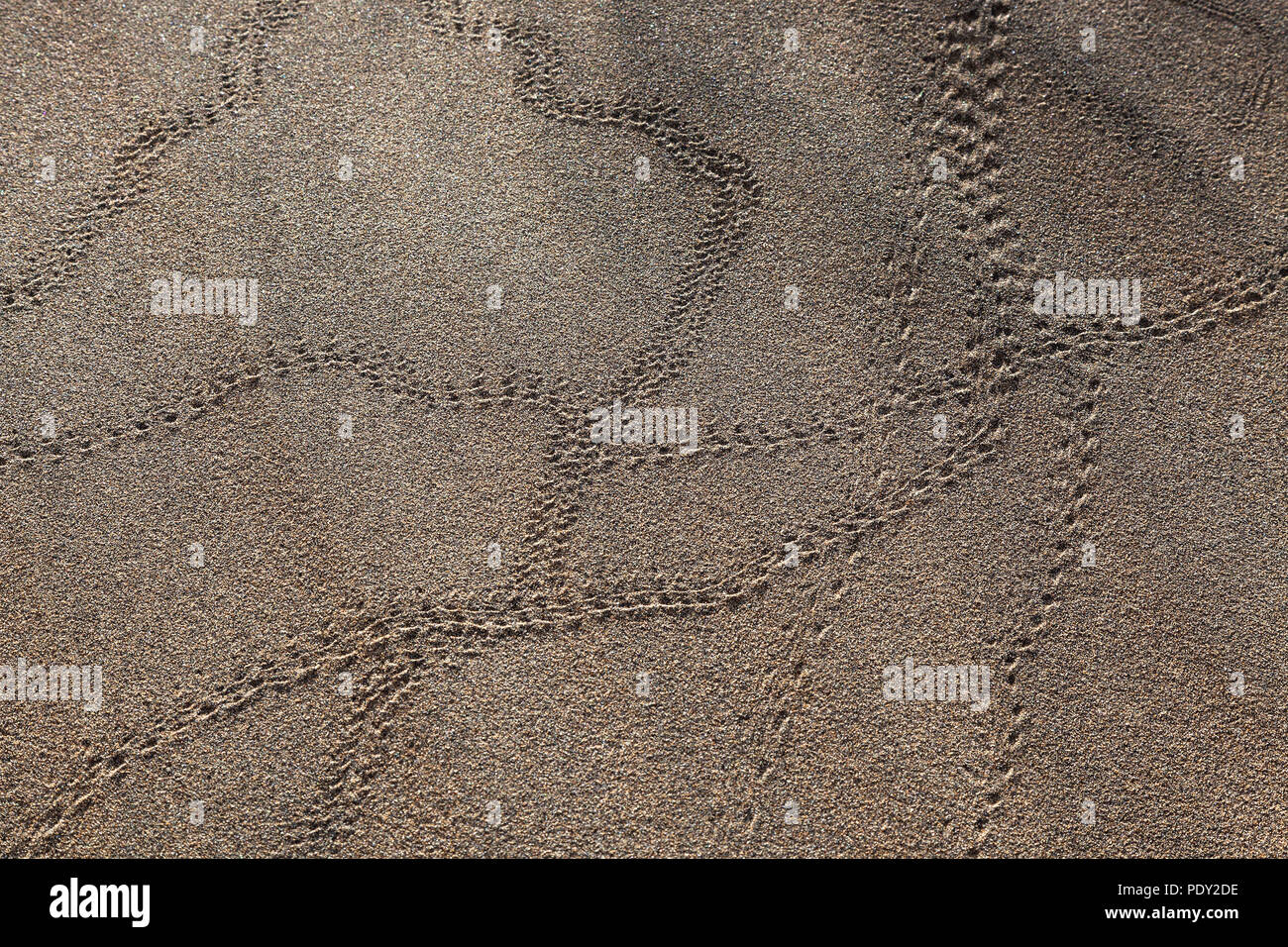 Des pistes d'animaux, coléoptère pistes dans le sable, les dunes de Maspalomas, Dunas de Maspalomas, les structures dans le sable, réserve naturelle Banque D'Images