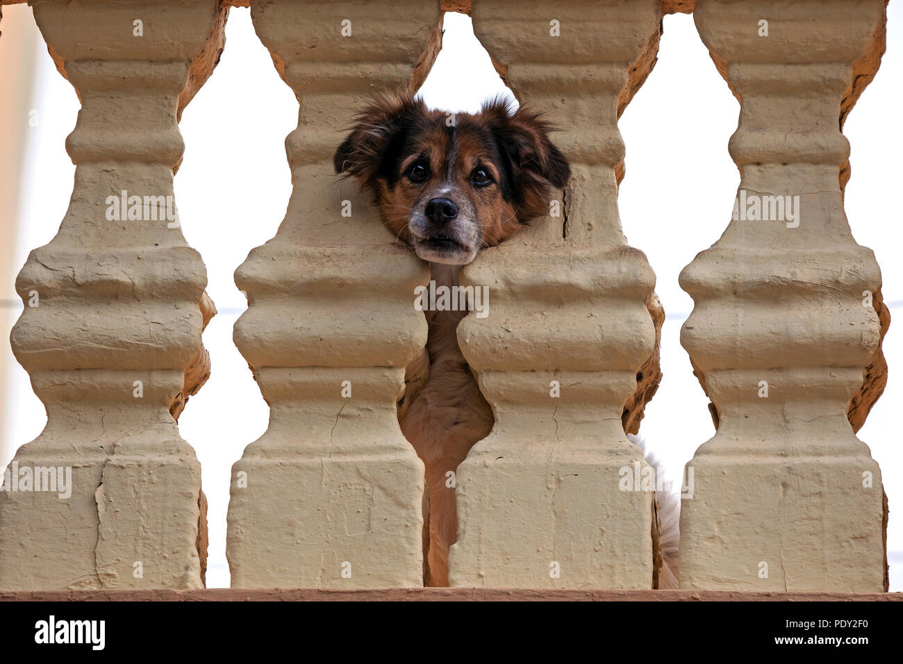 Petit chien pokes tête par balustrade, Agüimes, Gran Canaria, Îles Canaries, Espagne Banque D'Images