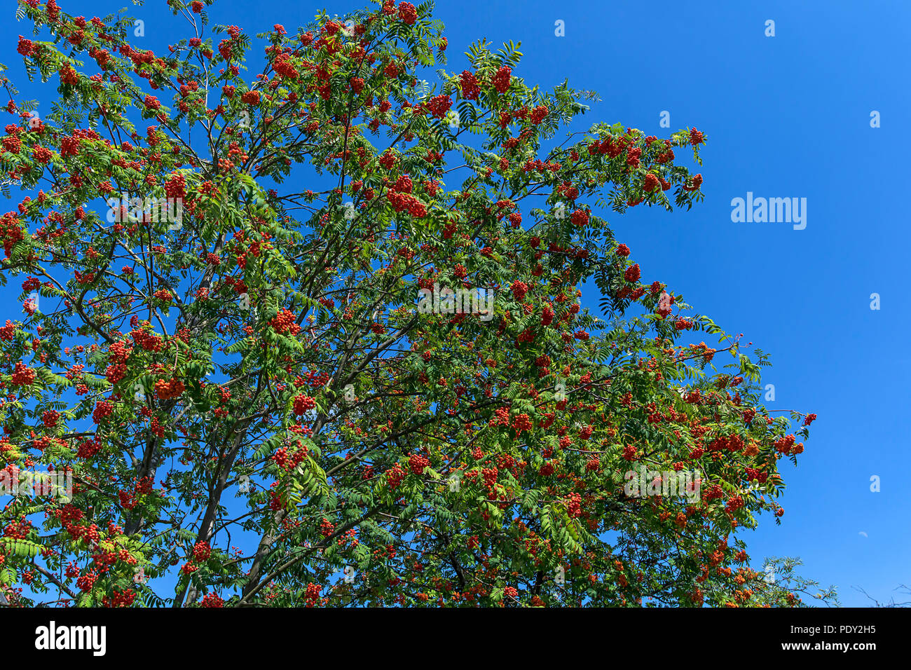 Fruits rouges au sorbier (Sorbus aucuparia), ciel bleu, Bavière, Allemagne Banque D'Images