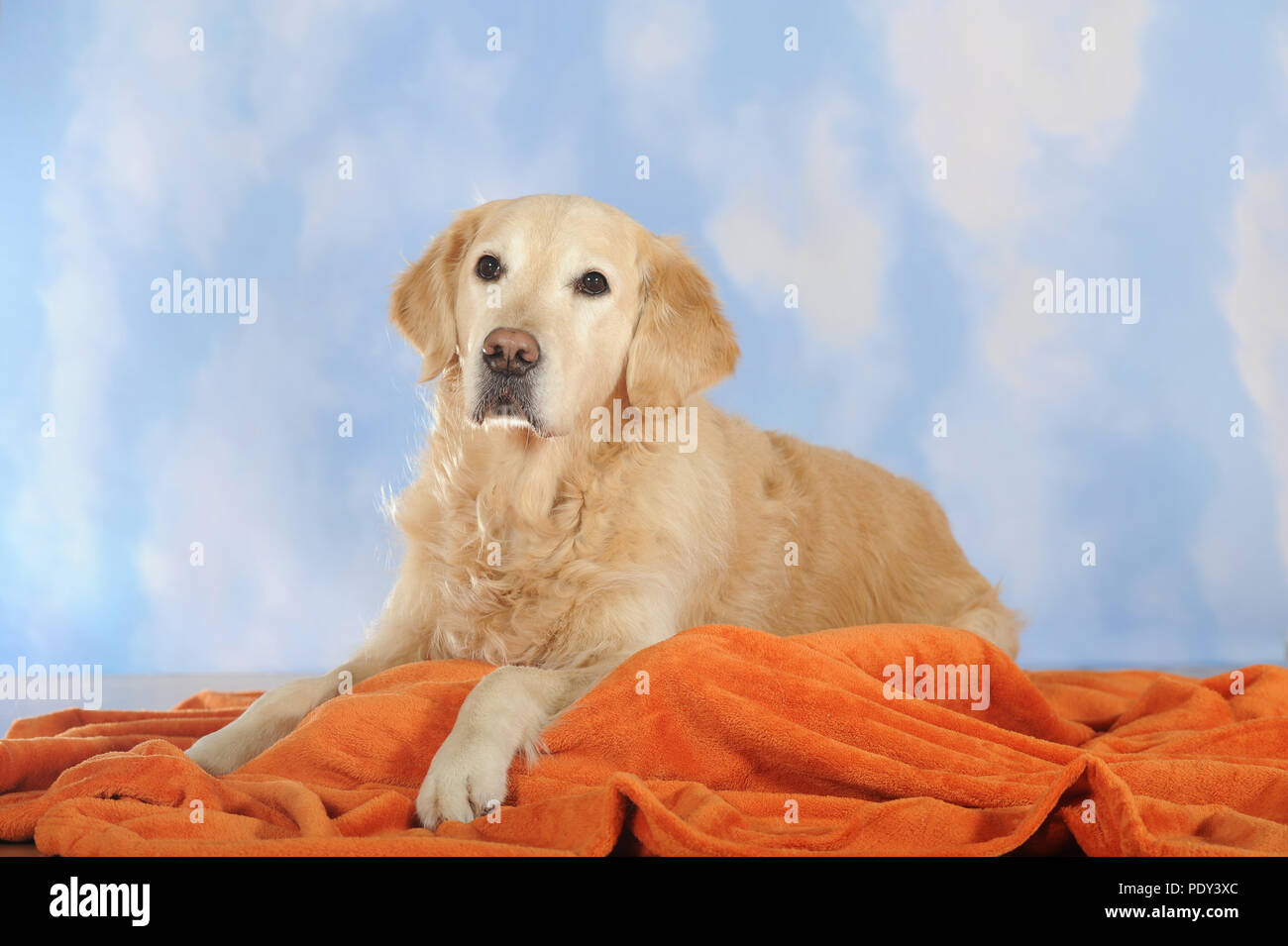 Golden Retriever, homme couché sur une couverture orange, studio shot, Autriche Banque D'Images