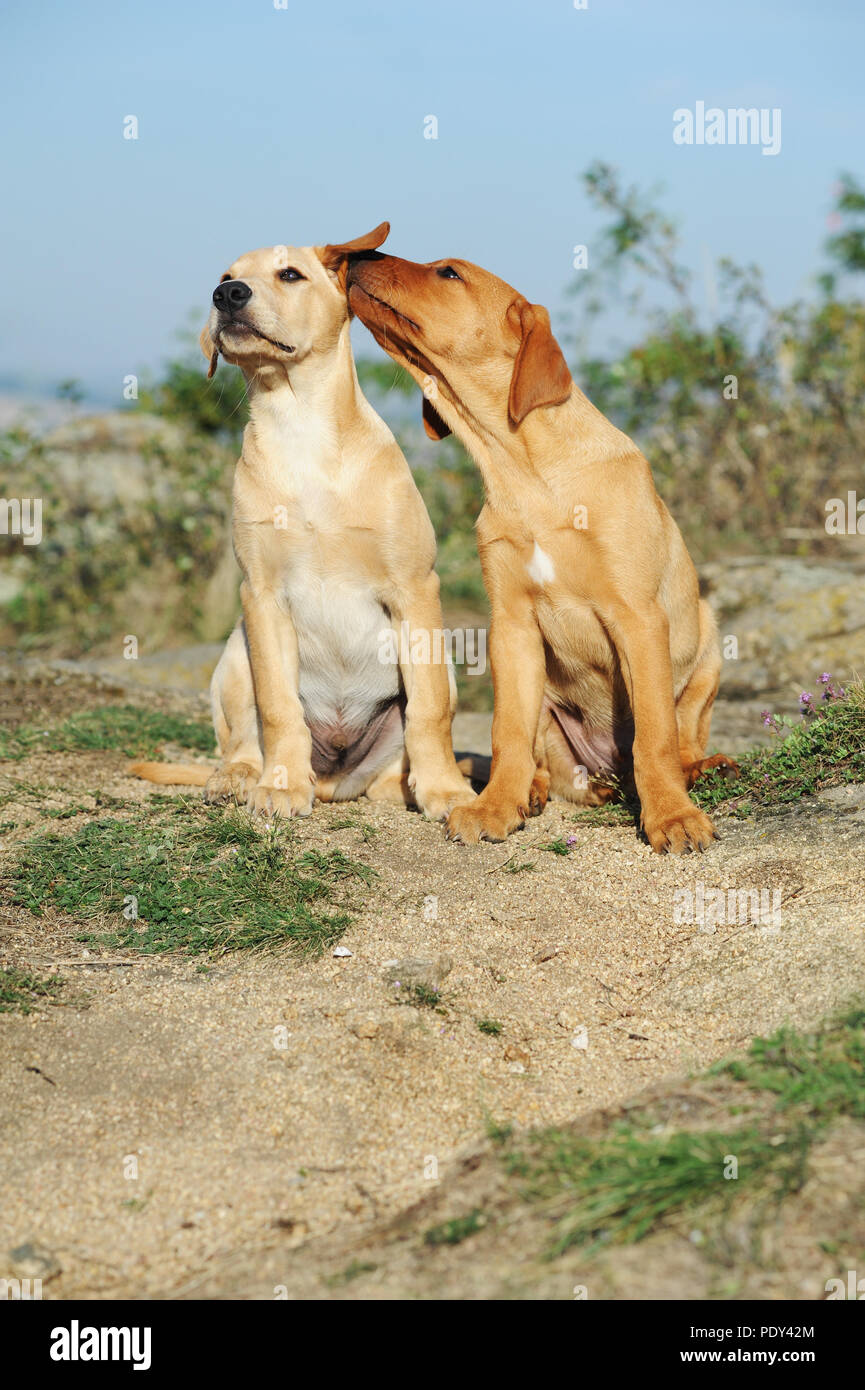 Deux retrievers du Labrador, chiot, jaune, 9 semaines, Autriche Banque D'Images