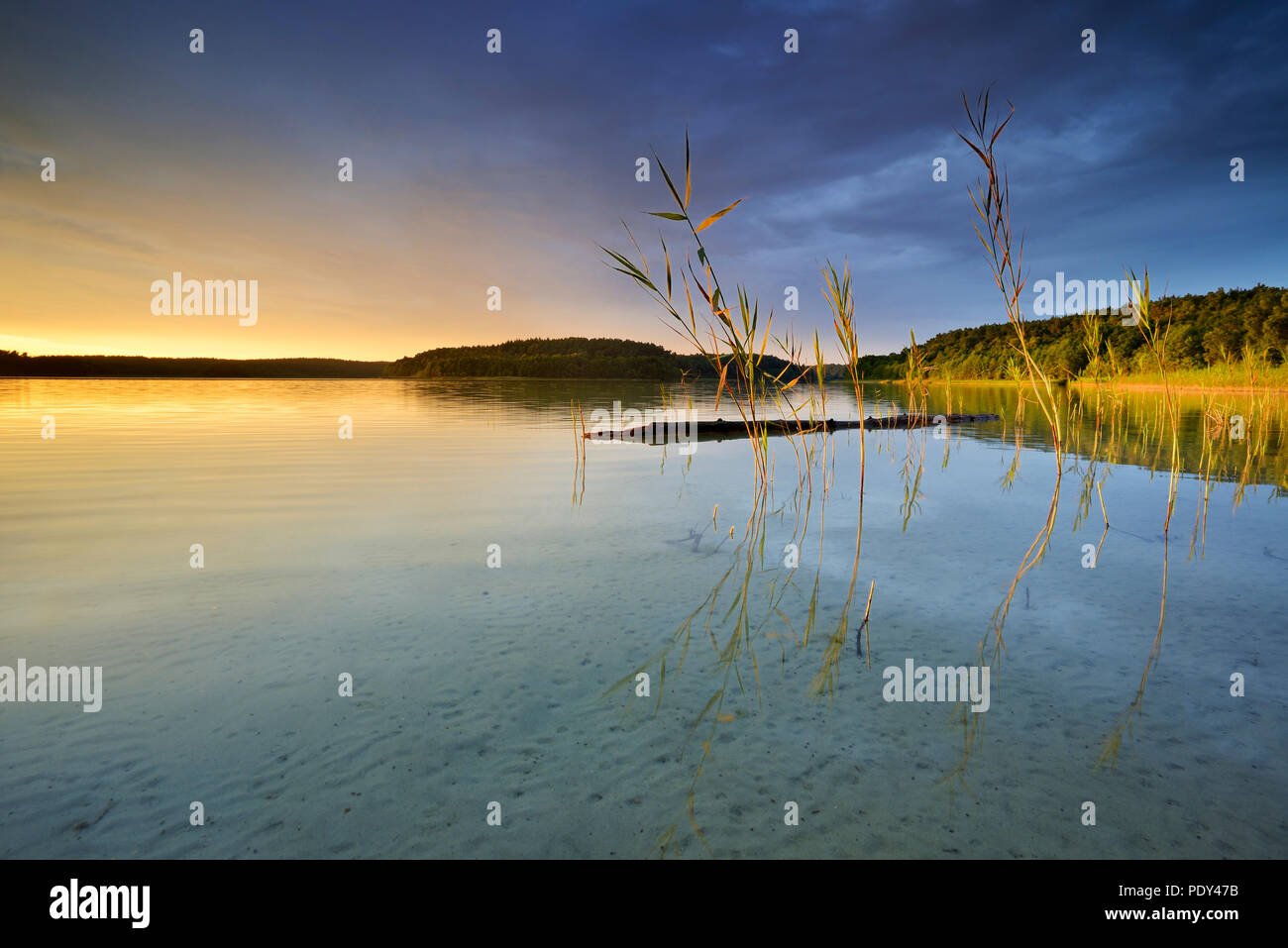 Grand lac Fürstensee avec Reed, lumière du soir, cloud atmosphère, parc national de Müritz, Fürstensee Banque D'Images